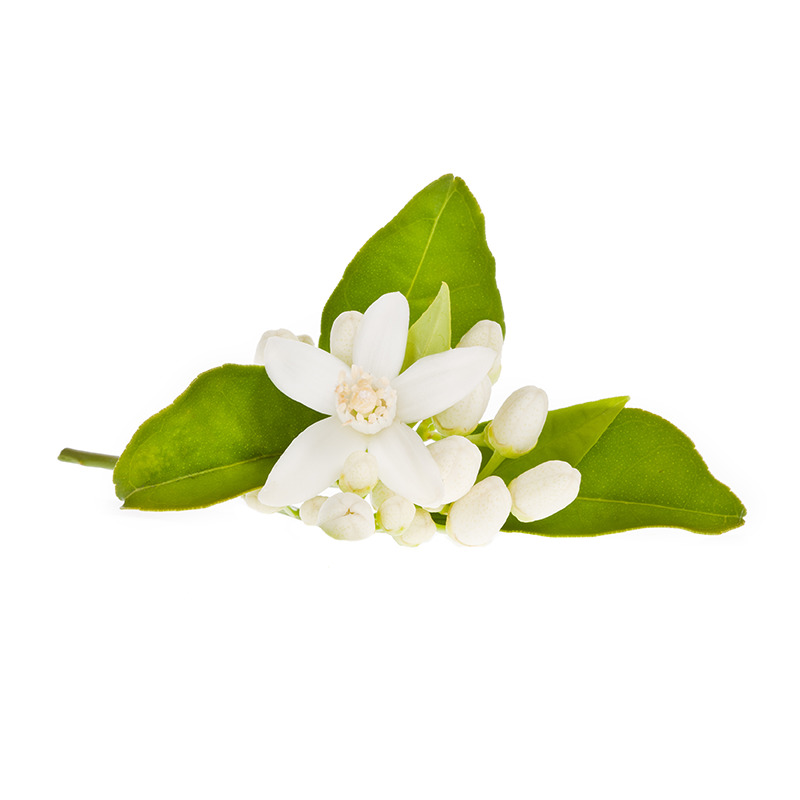 Нероли цветок апельсина. Нероли цветок горького апельсинового дерева. Цветок апельсина флердоранж. Цветок цитрусового дерева, флердоранж. Ноты флердоранжа.