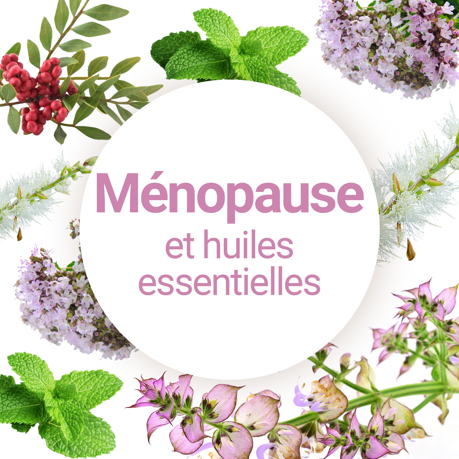 Huile essentielle Lavande vraie France Bio - Floressence - Hel Essentielle