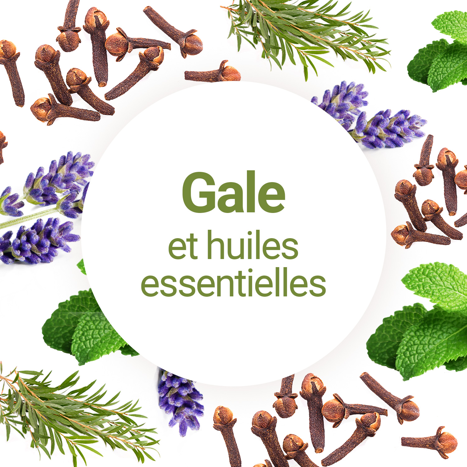 huile de cade : Un répulsif naturel méconnu !