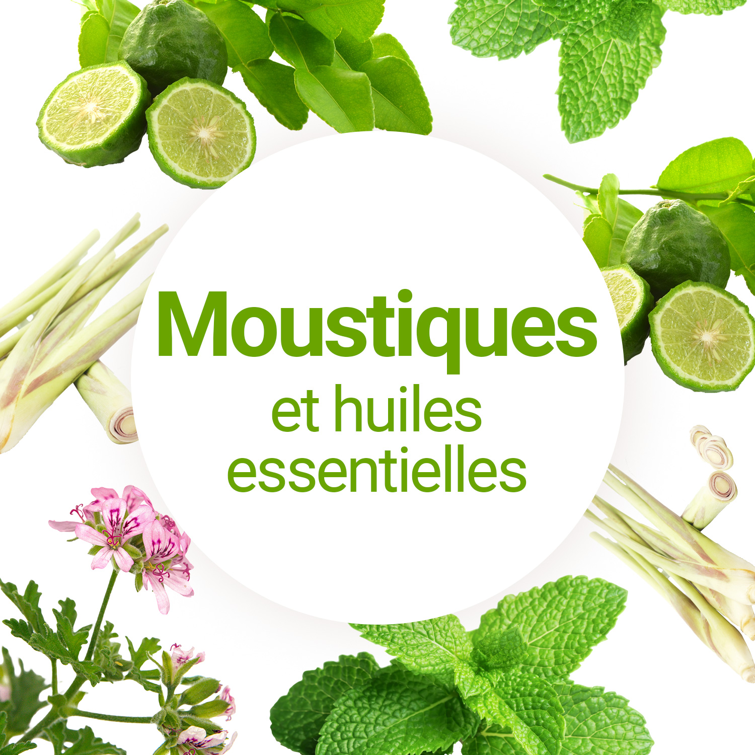 L'huile essentielle comme répulsif naturel contre les moustiques - Casa  Vecchia