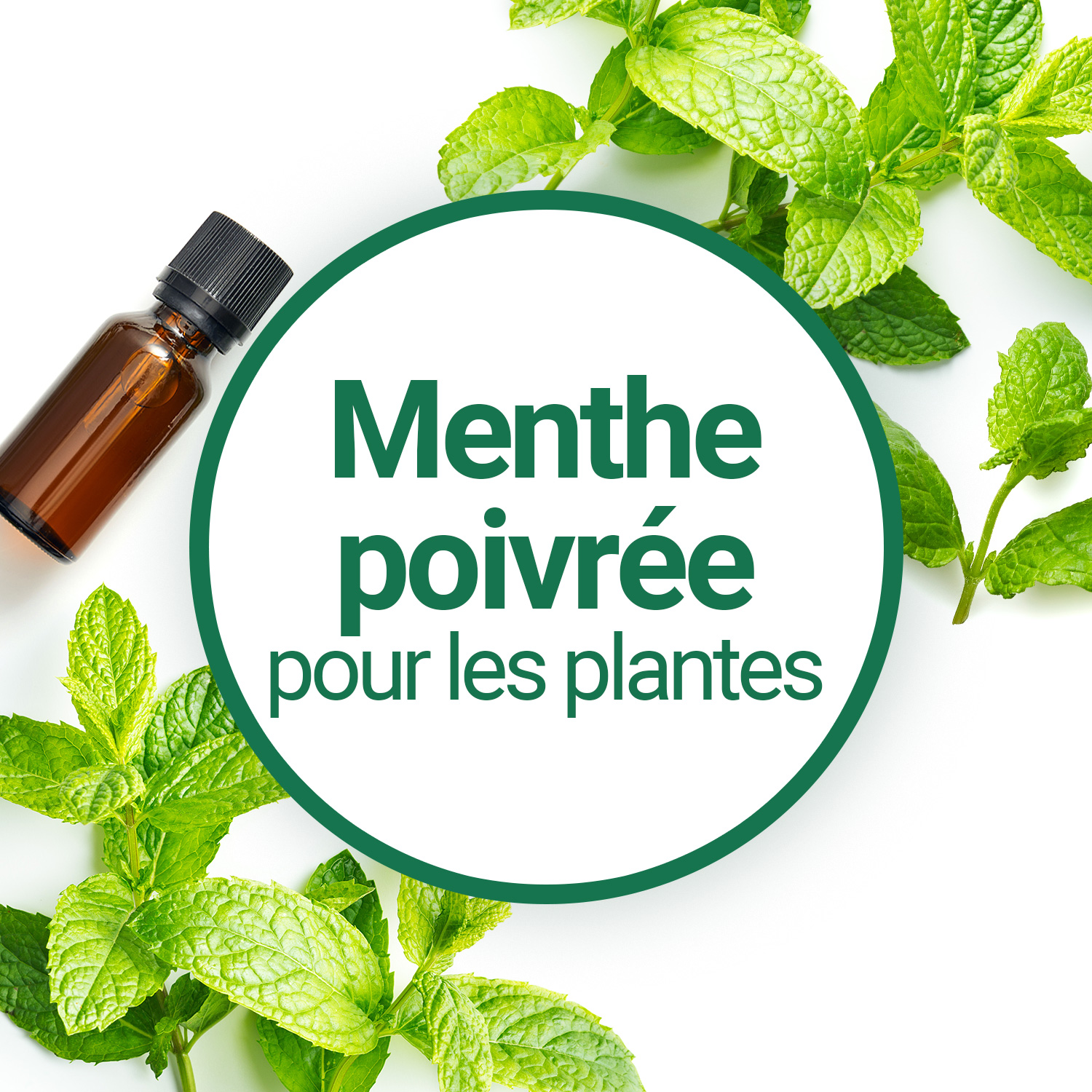 Menthe poivrée