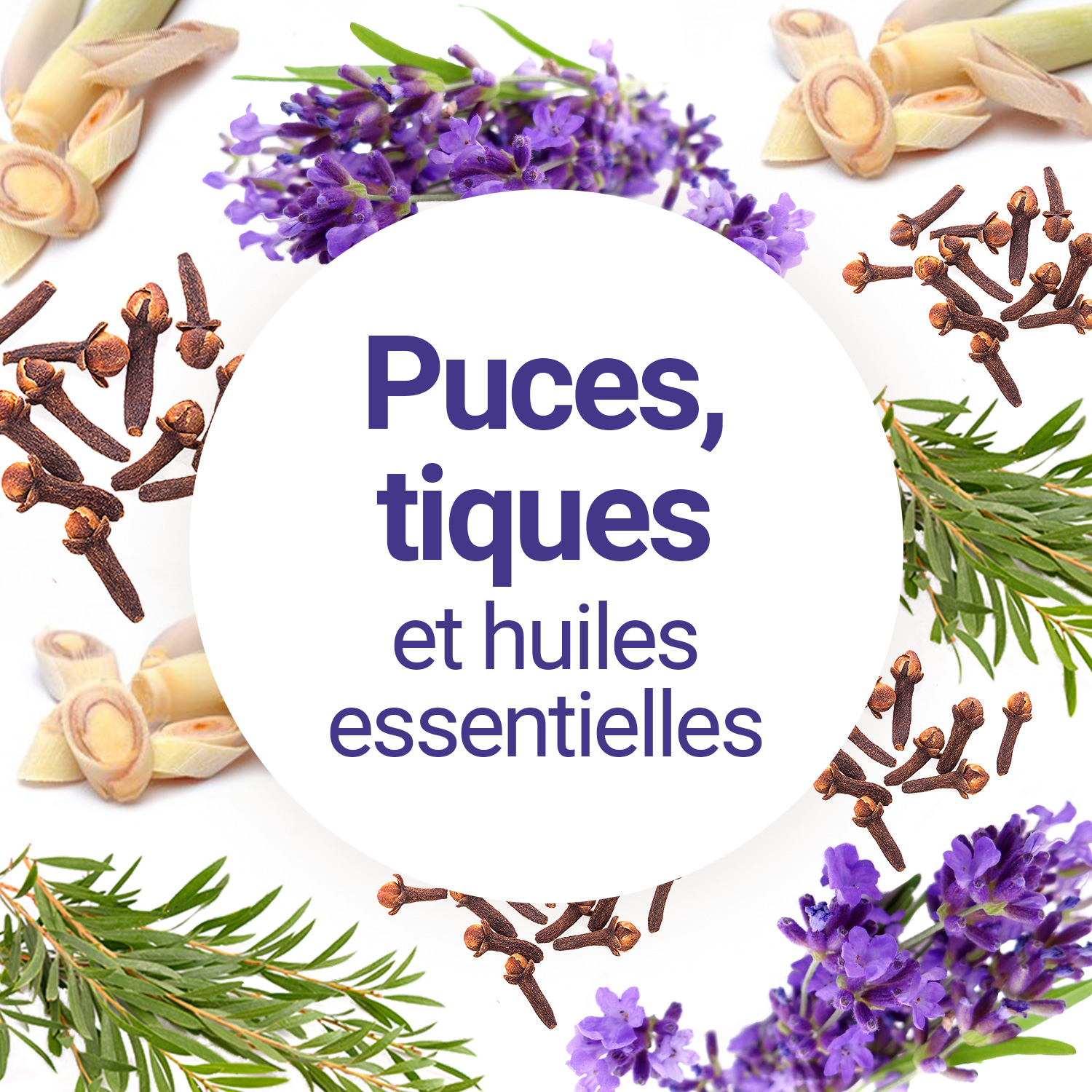 Les Puces Et Tiques