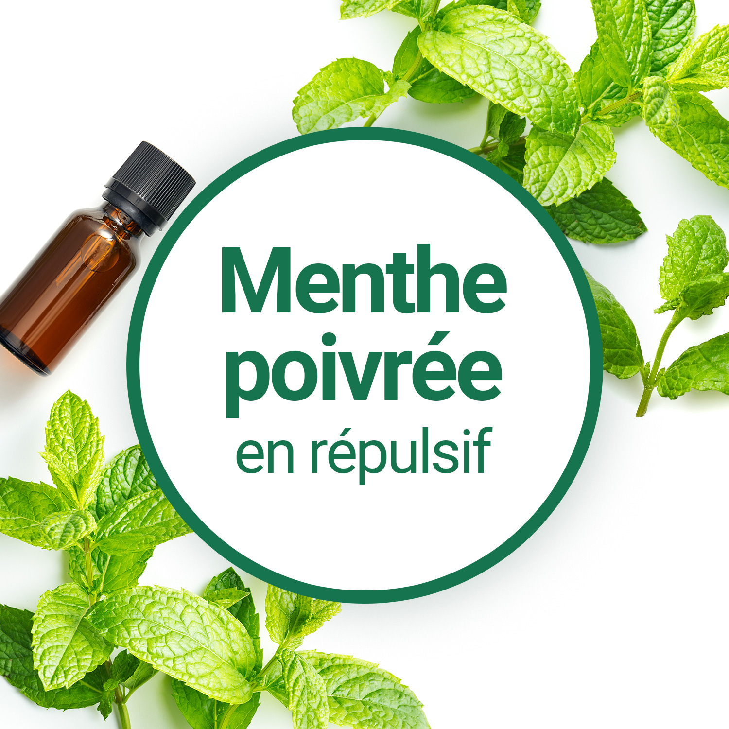 Huile essentielle de menthe poivrée Menthol Pro PPP • Répulsif insecte