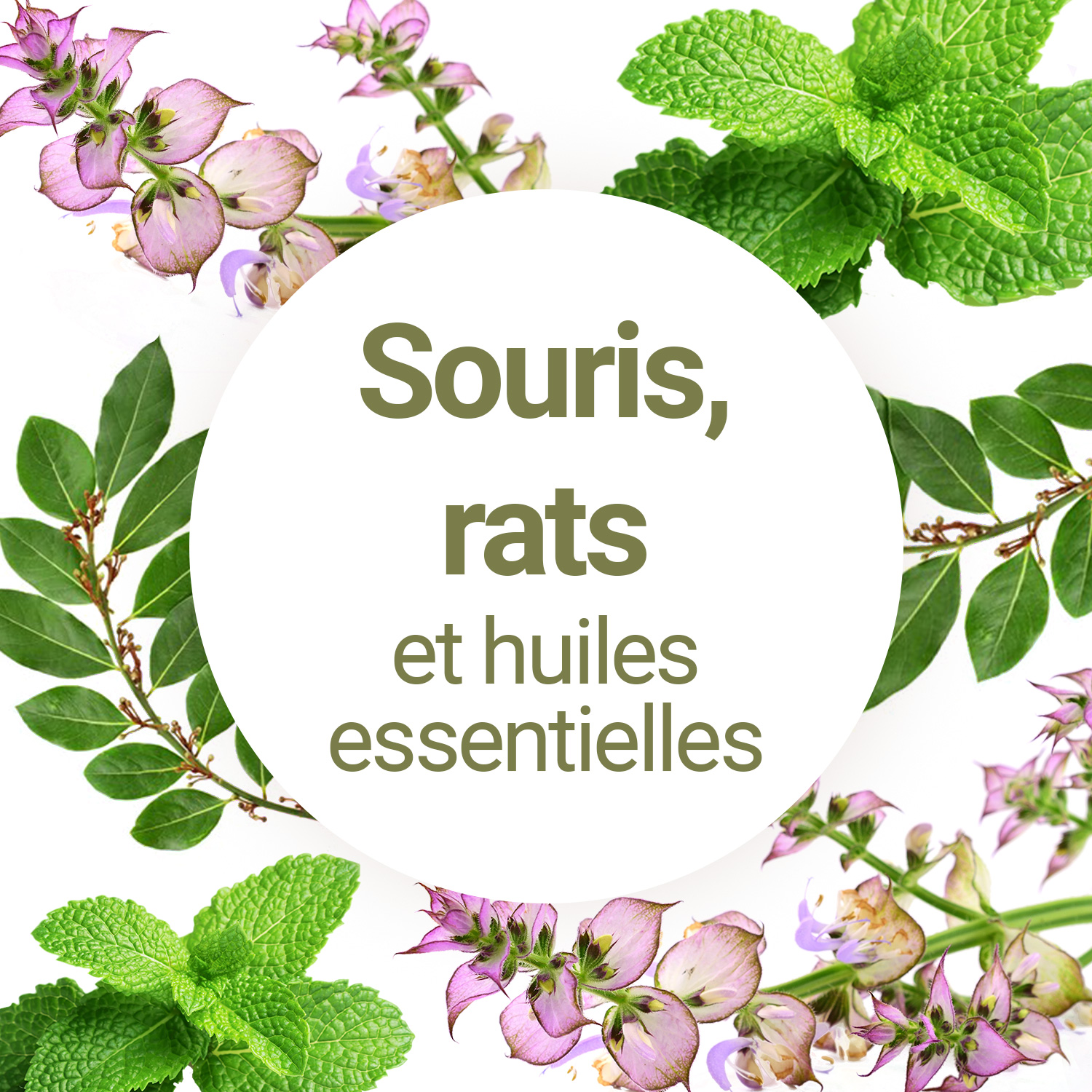 Répulsif de rongeur à l'huile de menthe poivrée pour rats de jardin et  lutte antiparasitaire contre les rats (boîte de 2, 40 pièces)