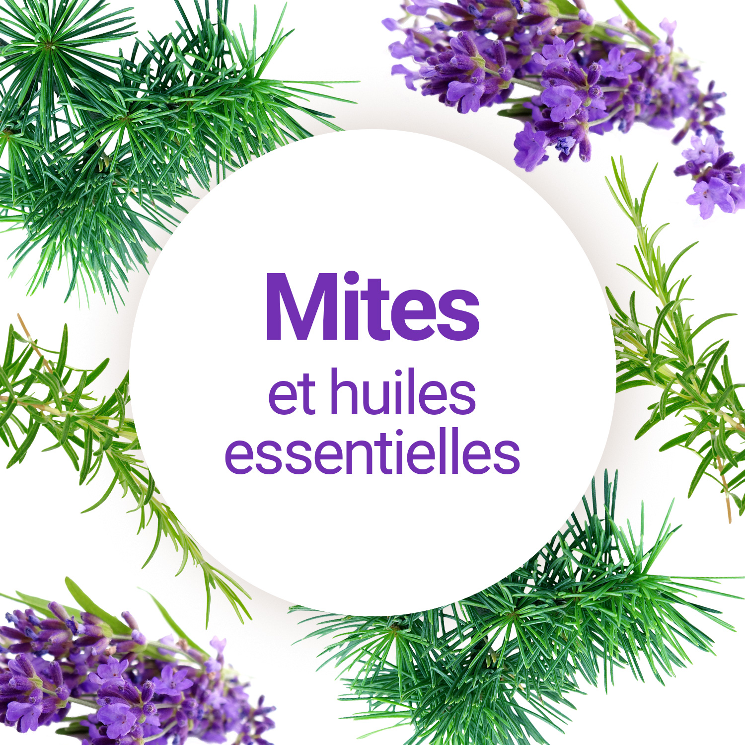 Antimites : quelles solutions naturelles et vraiment efficaces ?