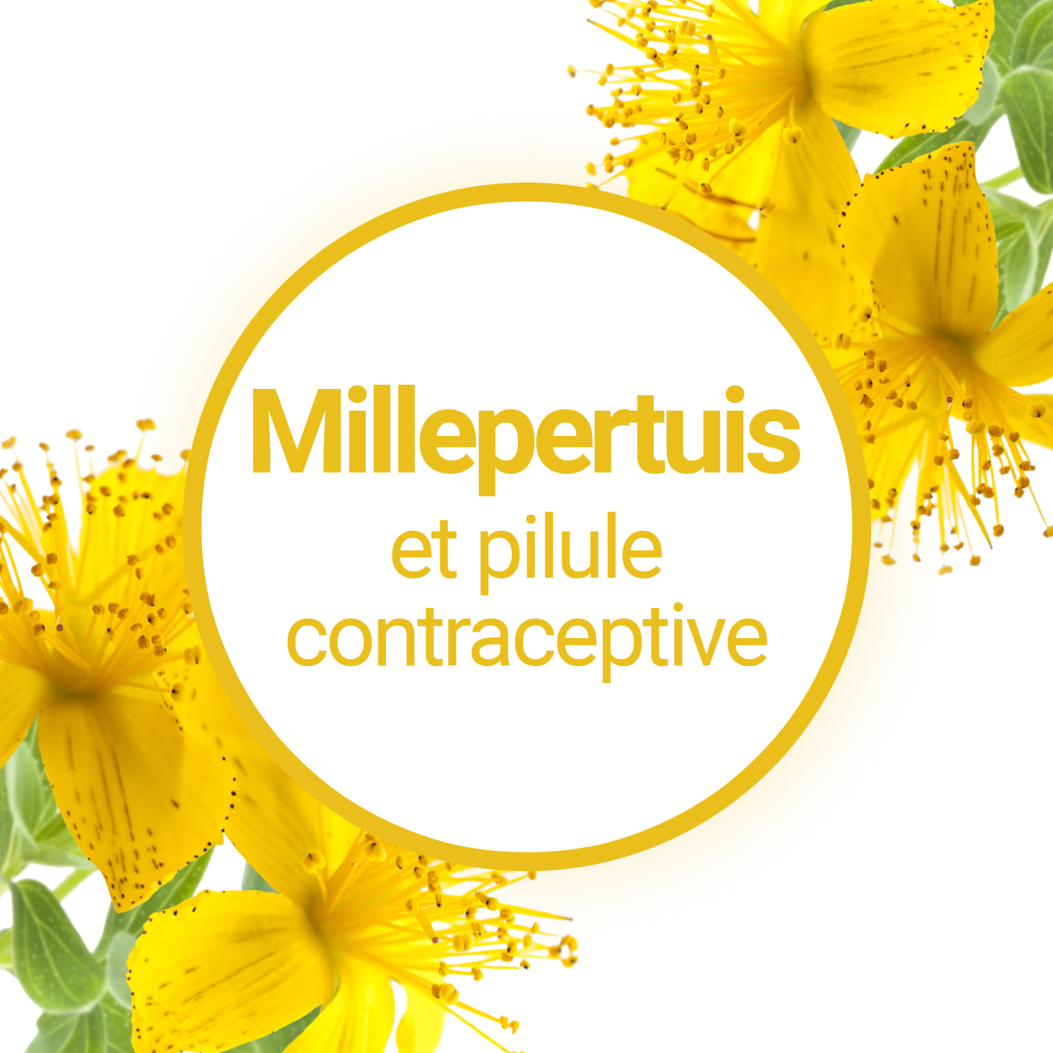 Millepertuis et pilule contraceptive : quels sont les risques ?