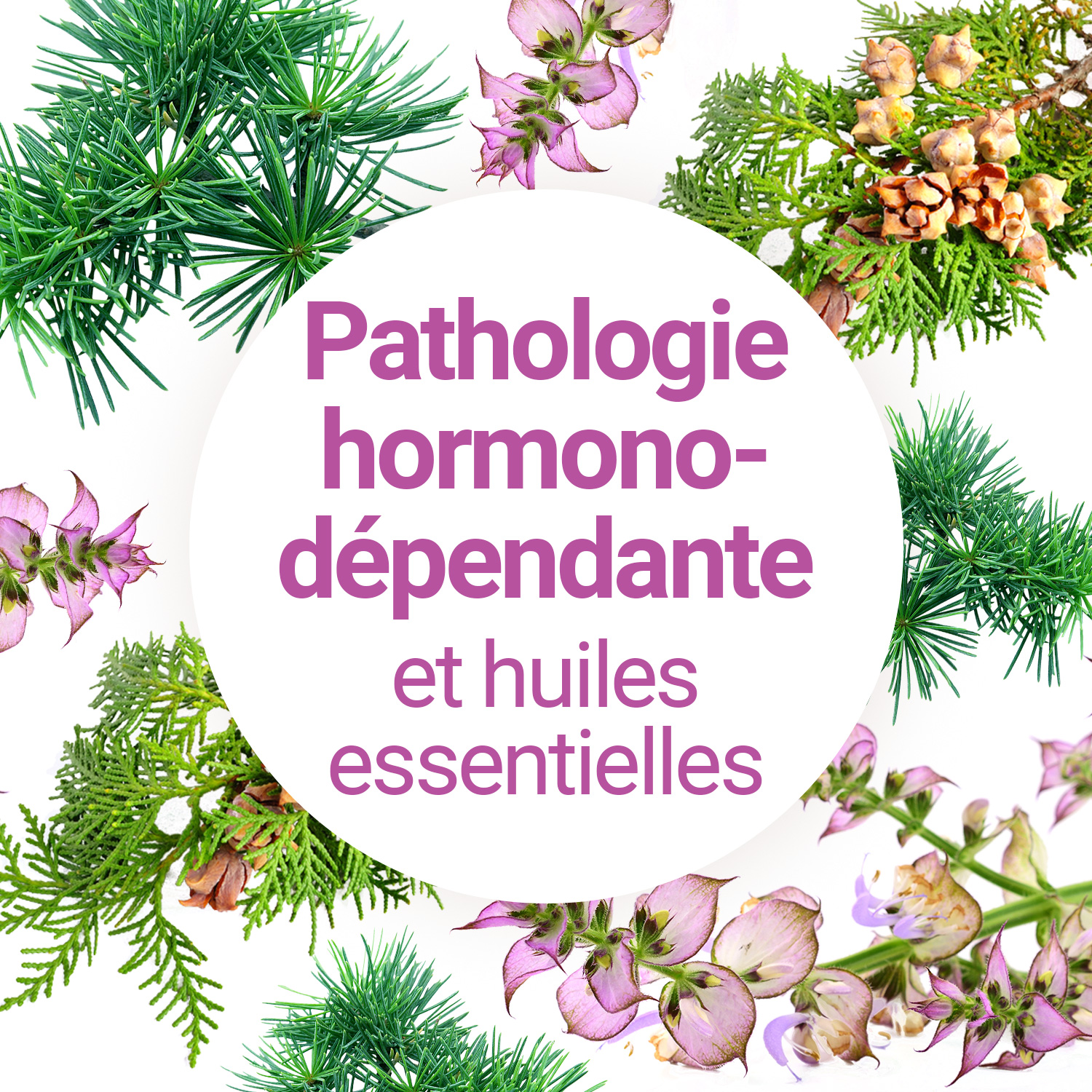 L'huile essentielle de lavande est-elle un perturbateur endocrinien ?