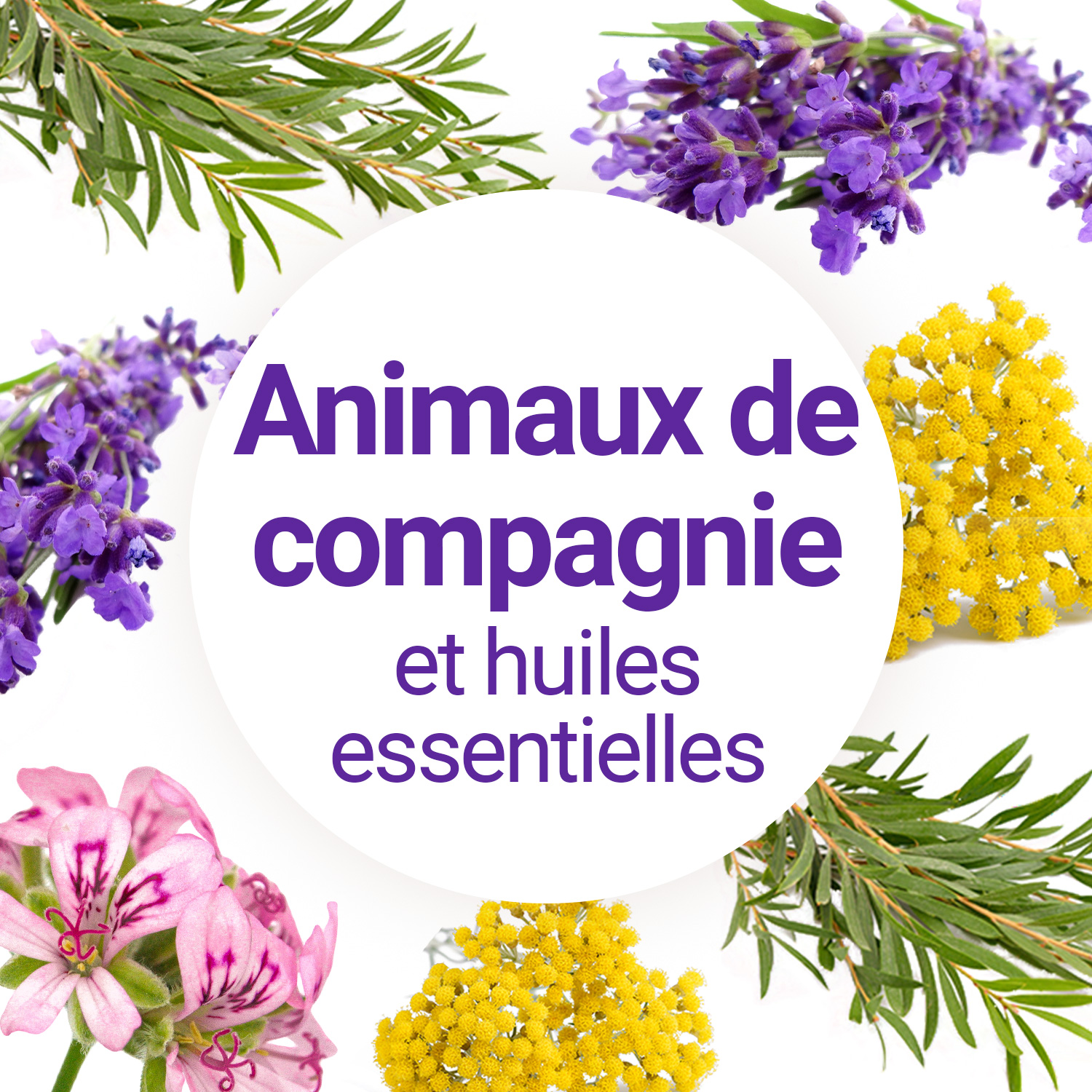 Quelles huiles essentielles peut-on utiliser pour son chien