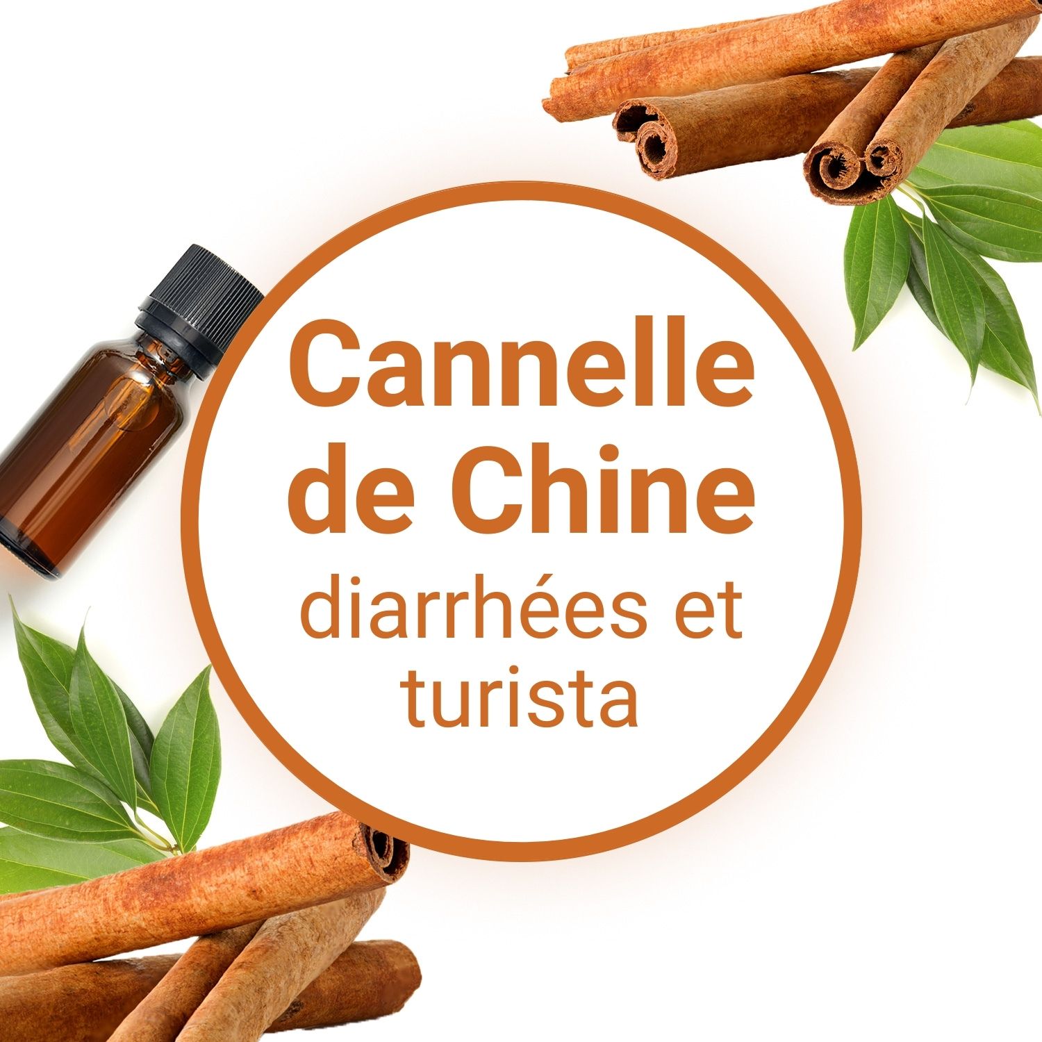 Huile Essentielle Cannelle écorce Bio - Cinnamomum Zeylanicum Blume