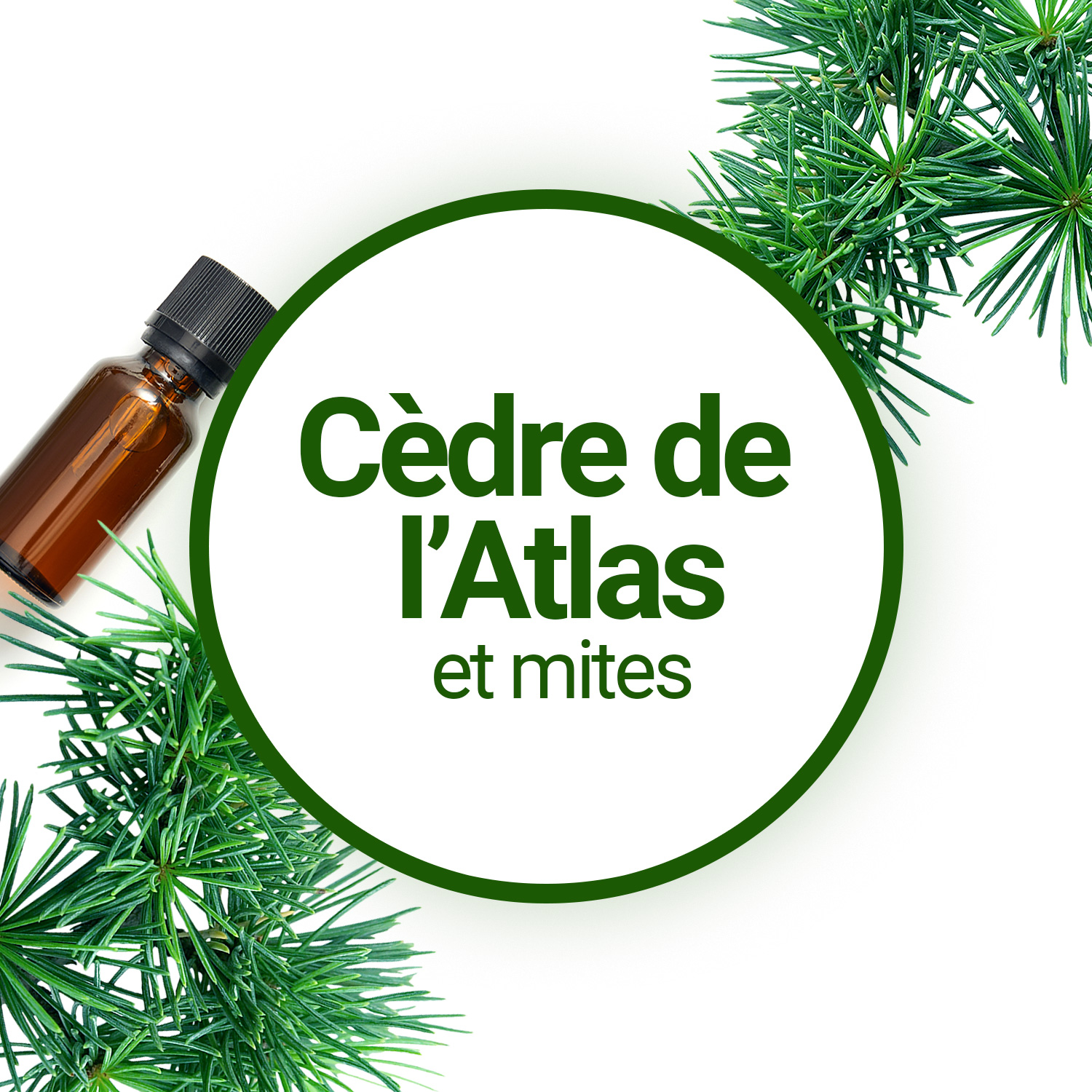 Découvrez nos boules en bois de cèdre naturel anti-mites