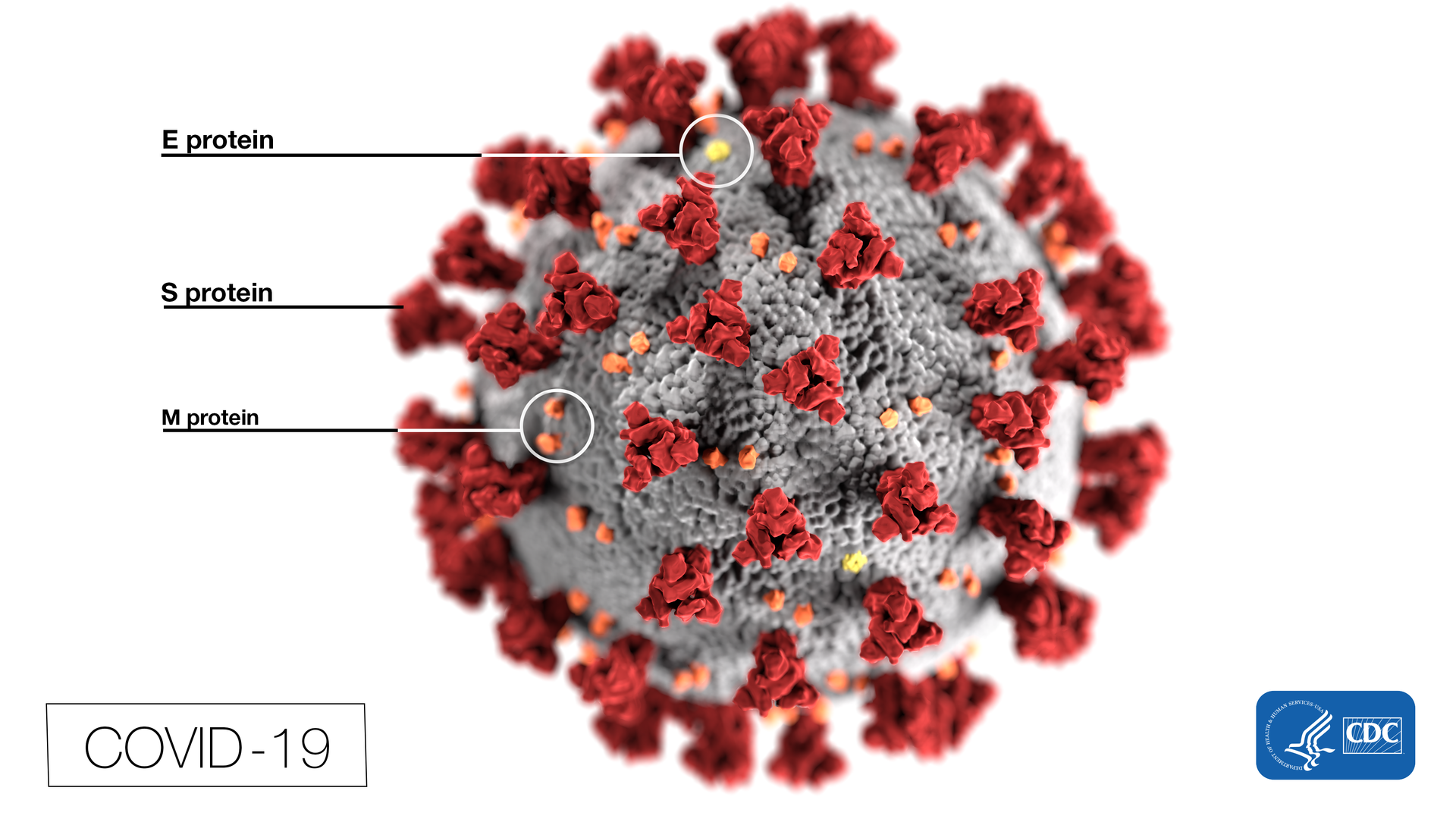 Lutte contre la propagation du coronavirus : Quand le cache-nez s