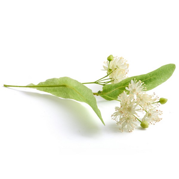 Tilleul : comment et pourquoi utiliser les bractées de la plante