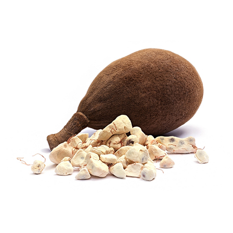 Poudre de Baobab : utilisations et bienfaits nutritionnels