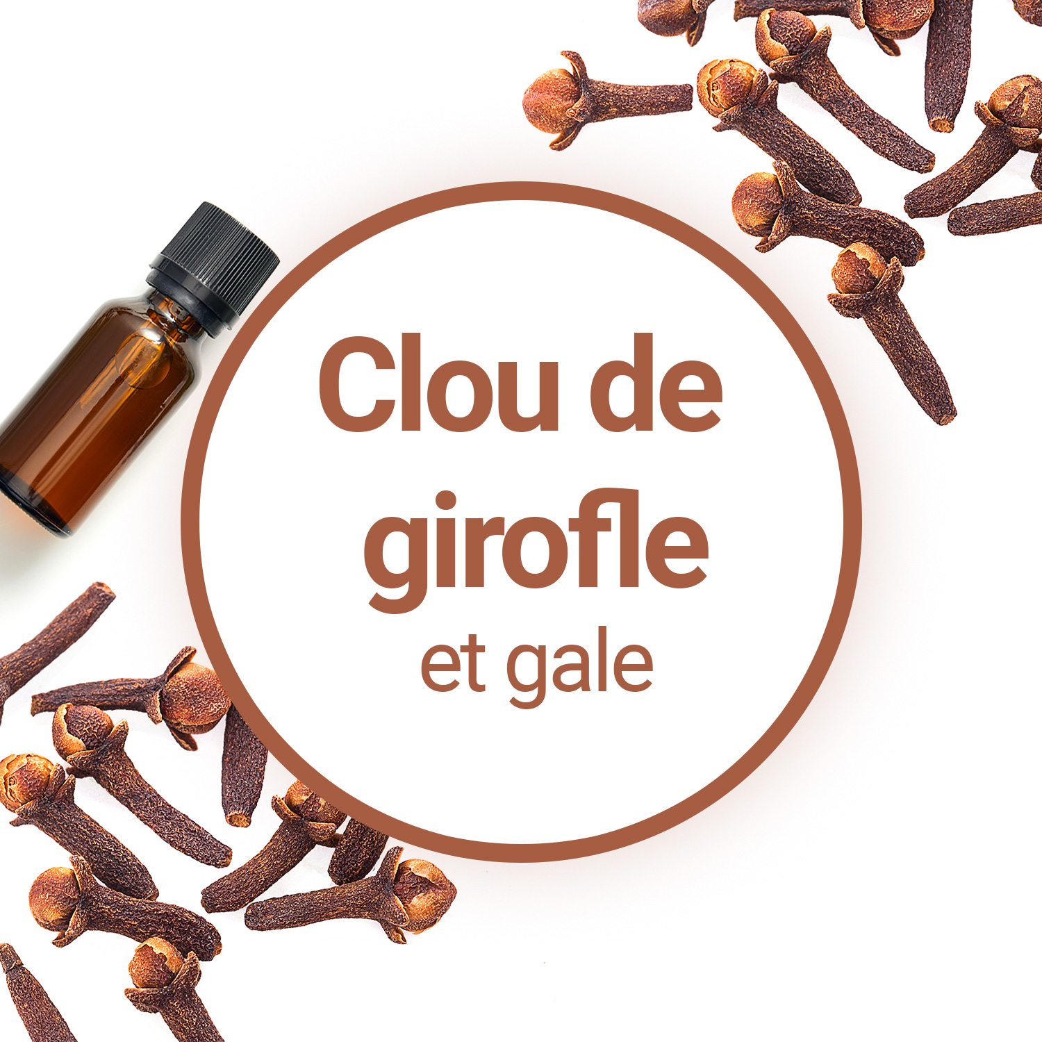 Utiliser l'huile essentielle de Clou de Girofle contre la gale