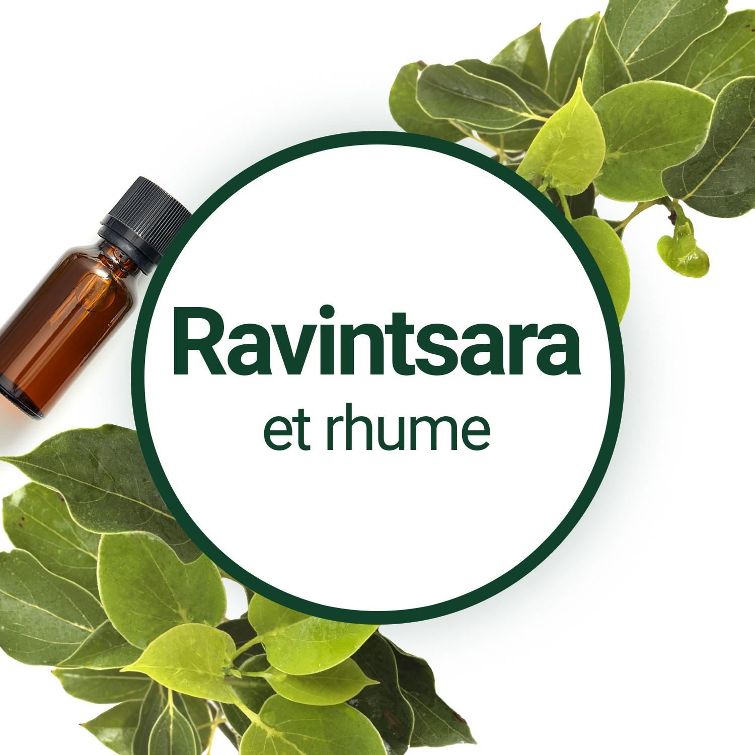 Utiliser l'huile essentielle de Ravintsara contre le rhume