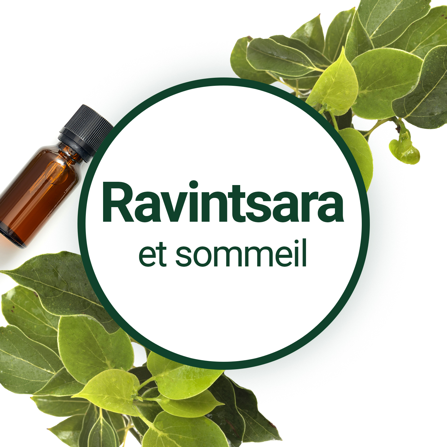 Comment utiliser l'huile essentielle de Ravintsara pour mieux dormir ?