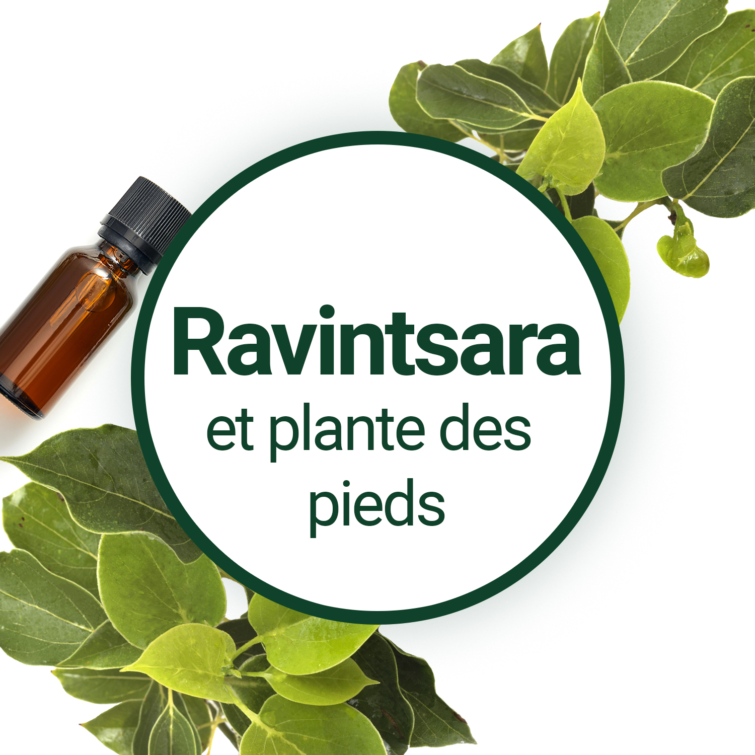 Huile essentielle de Ravintsara - Découvrez cet plante