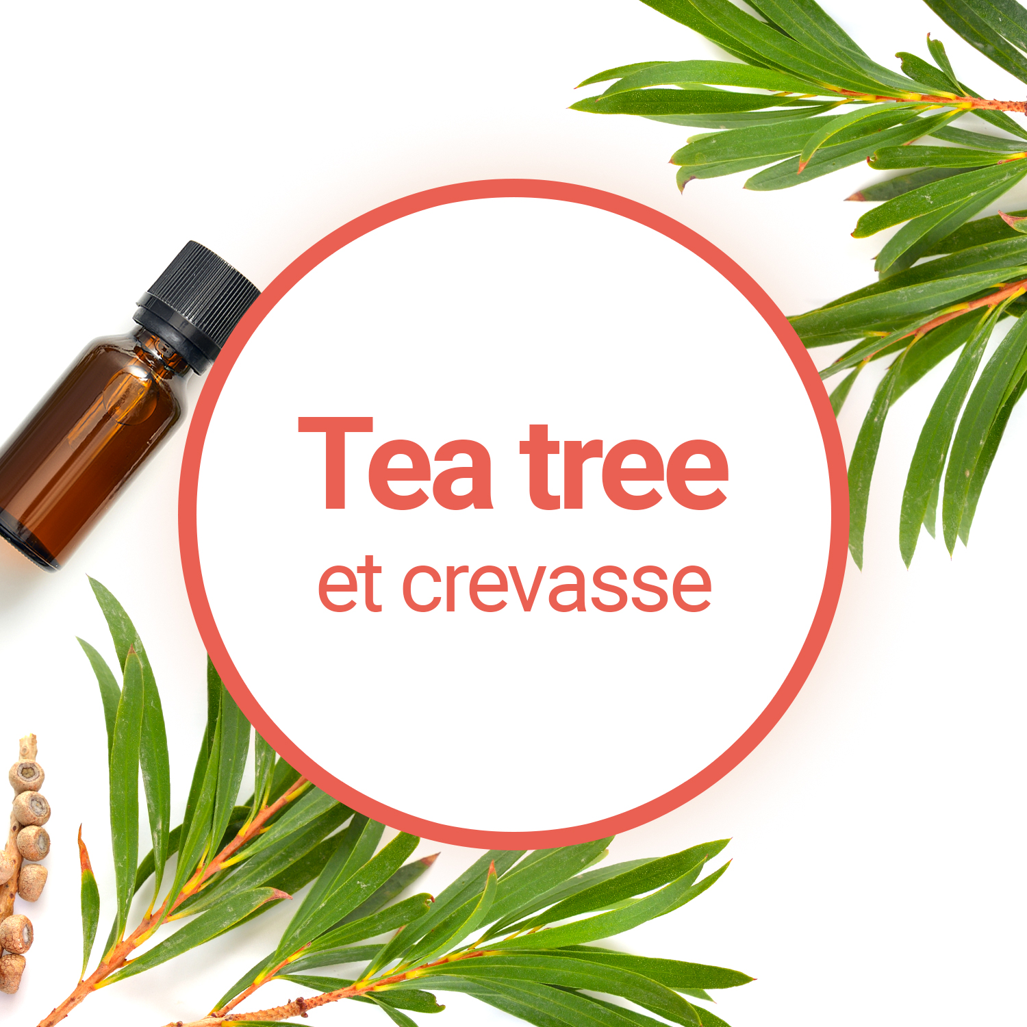 Peut-on utiliser le Tea Tree en cas de crevasse ?