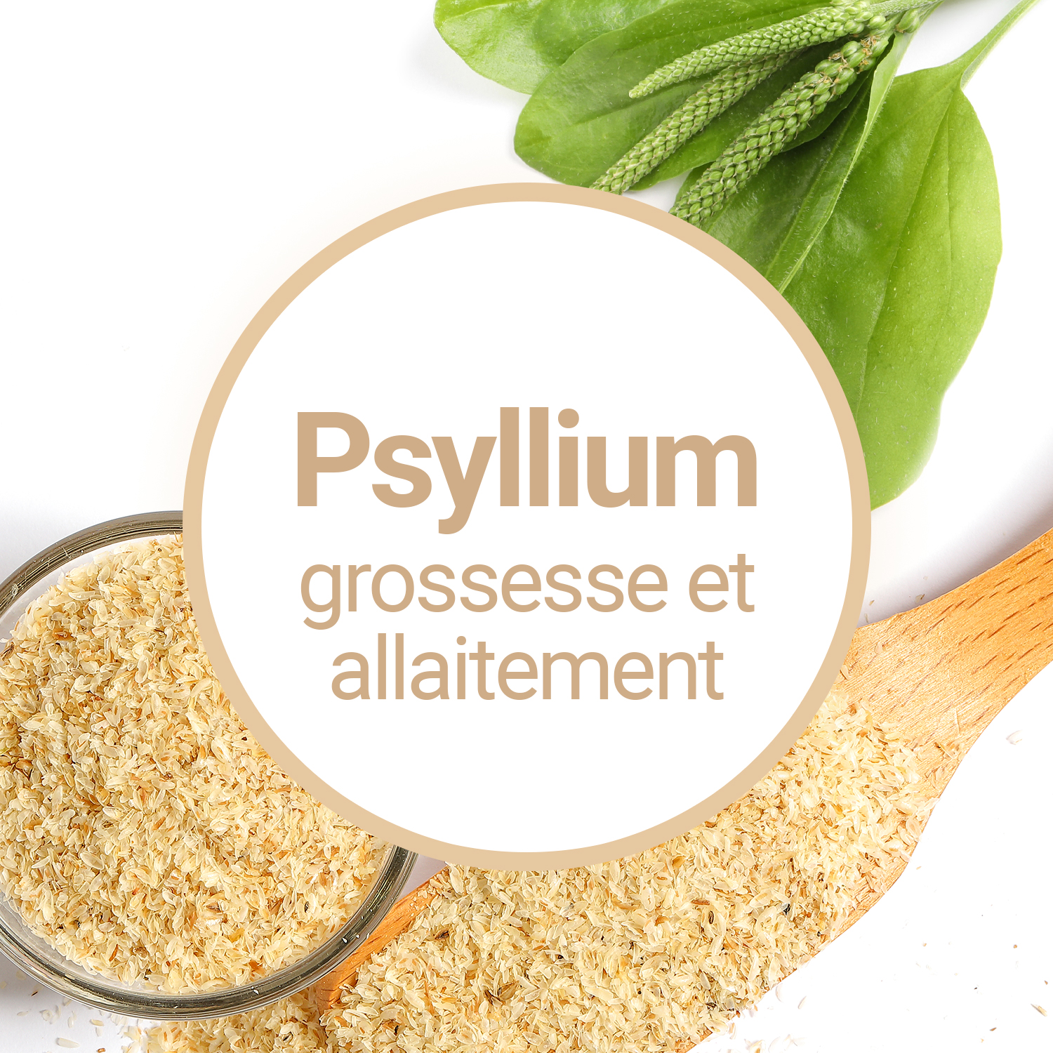 Psyllium : les bienfaits santé du psyllium blond ou psyllium noir