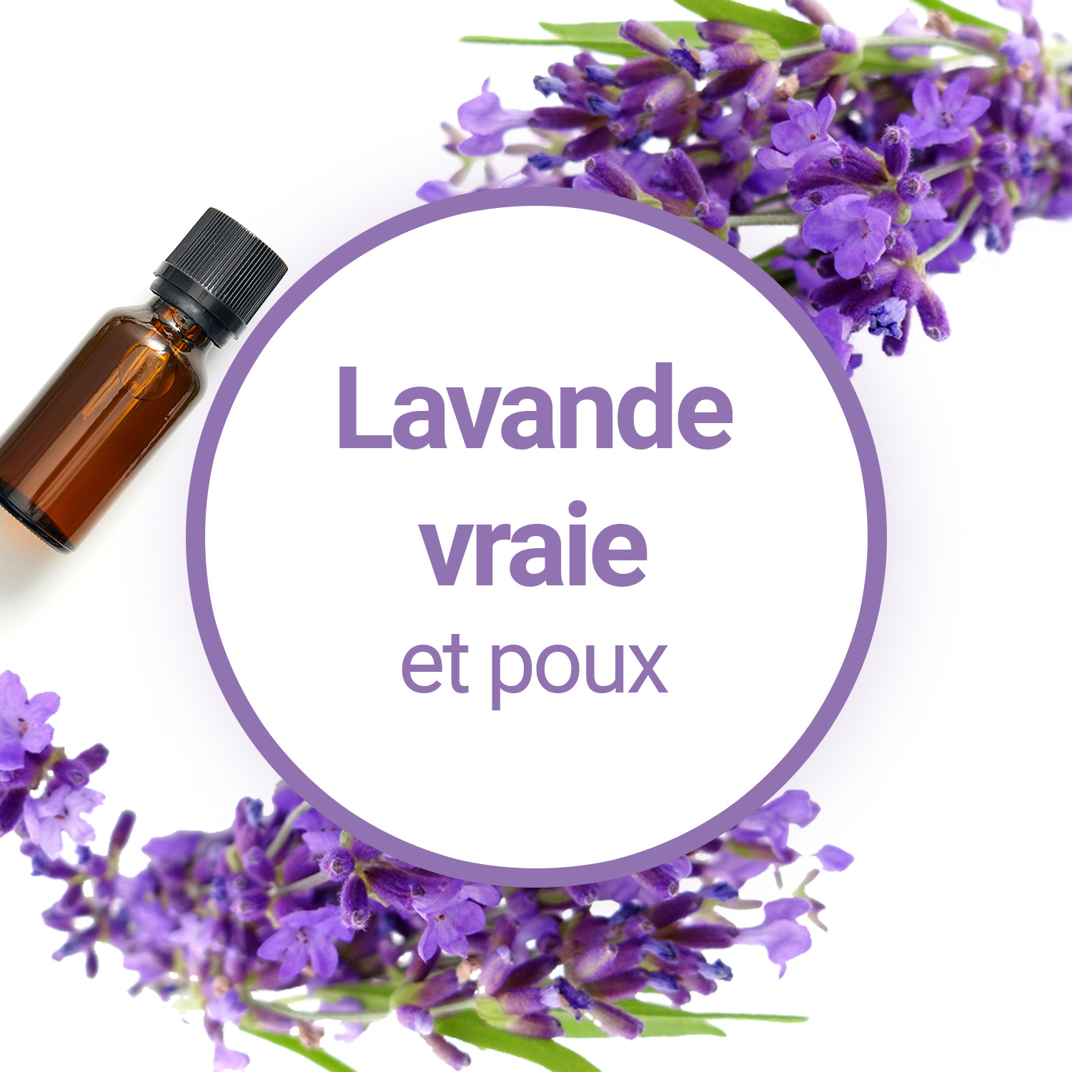 shampoing lavande bio 100 ml est un traitement répulsif et traitant contre  l'infestation des poux