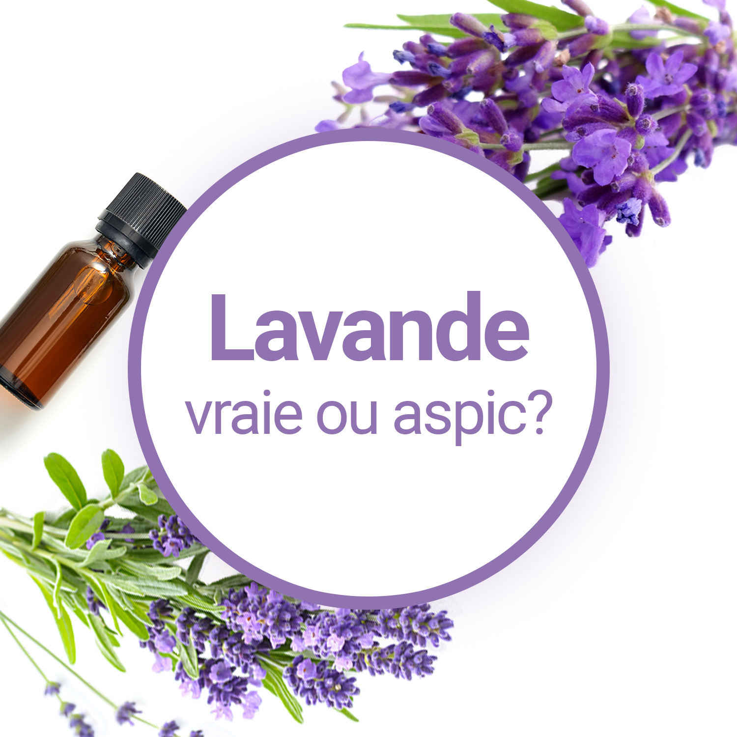 Huile essentielle de Lavande Vraie ou Fine : comment l'utiliser  correctement ?