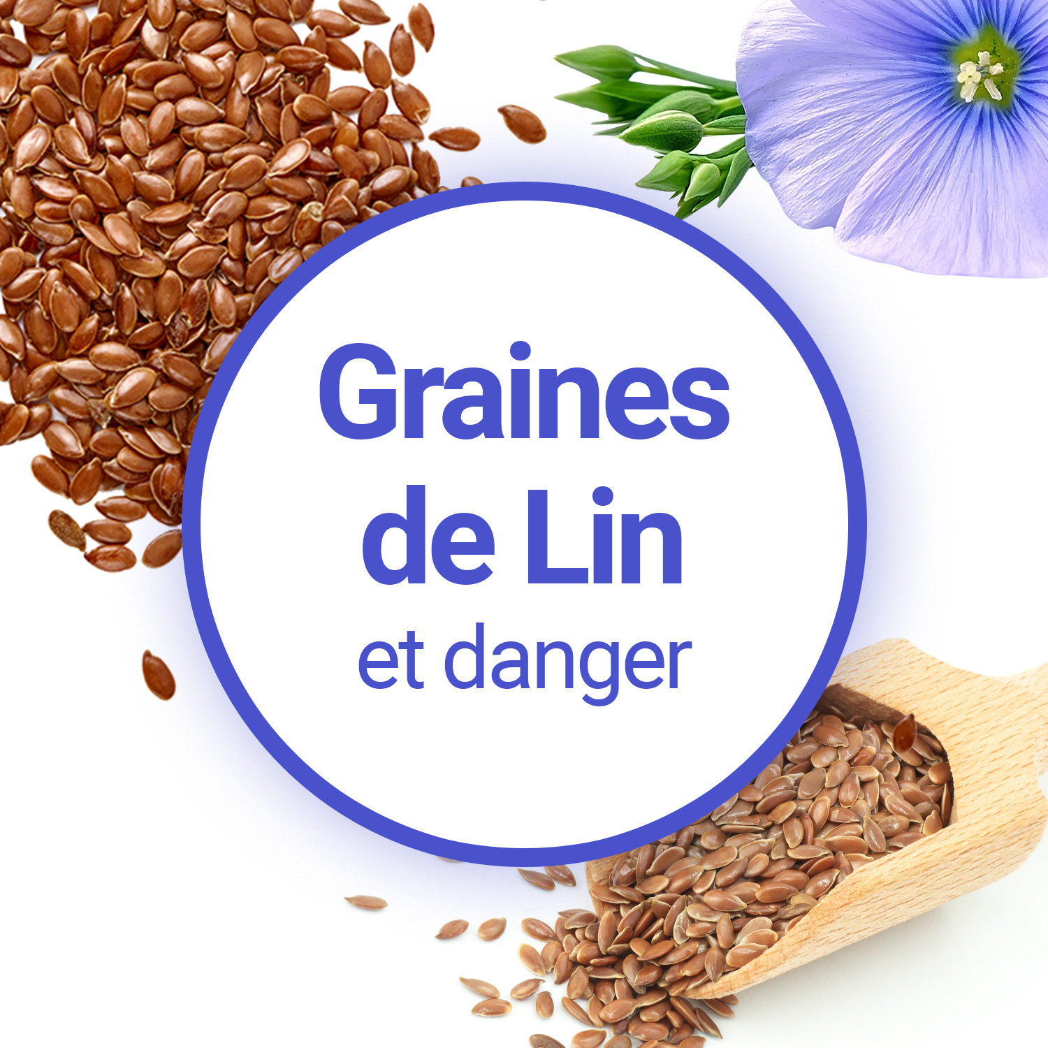 Graines de lin : bienfaits ? Utilisation ? Dangers ?