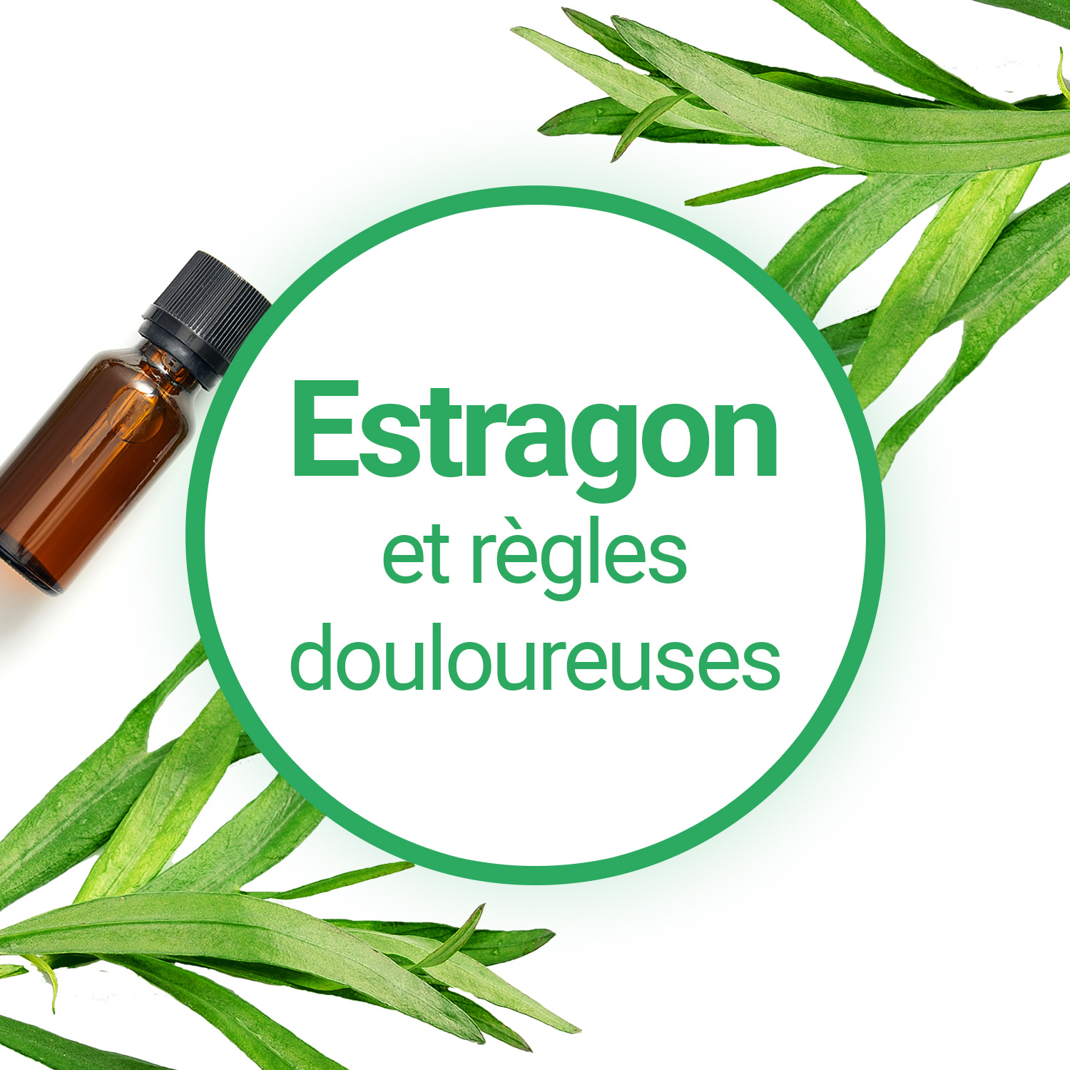 L'huile essentielle d'Estragon, indispensable en cas de règles douloureuses
