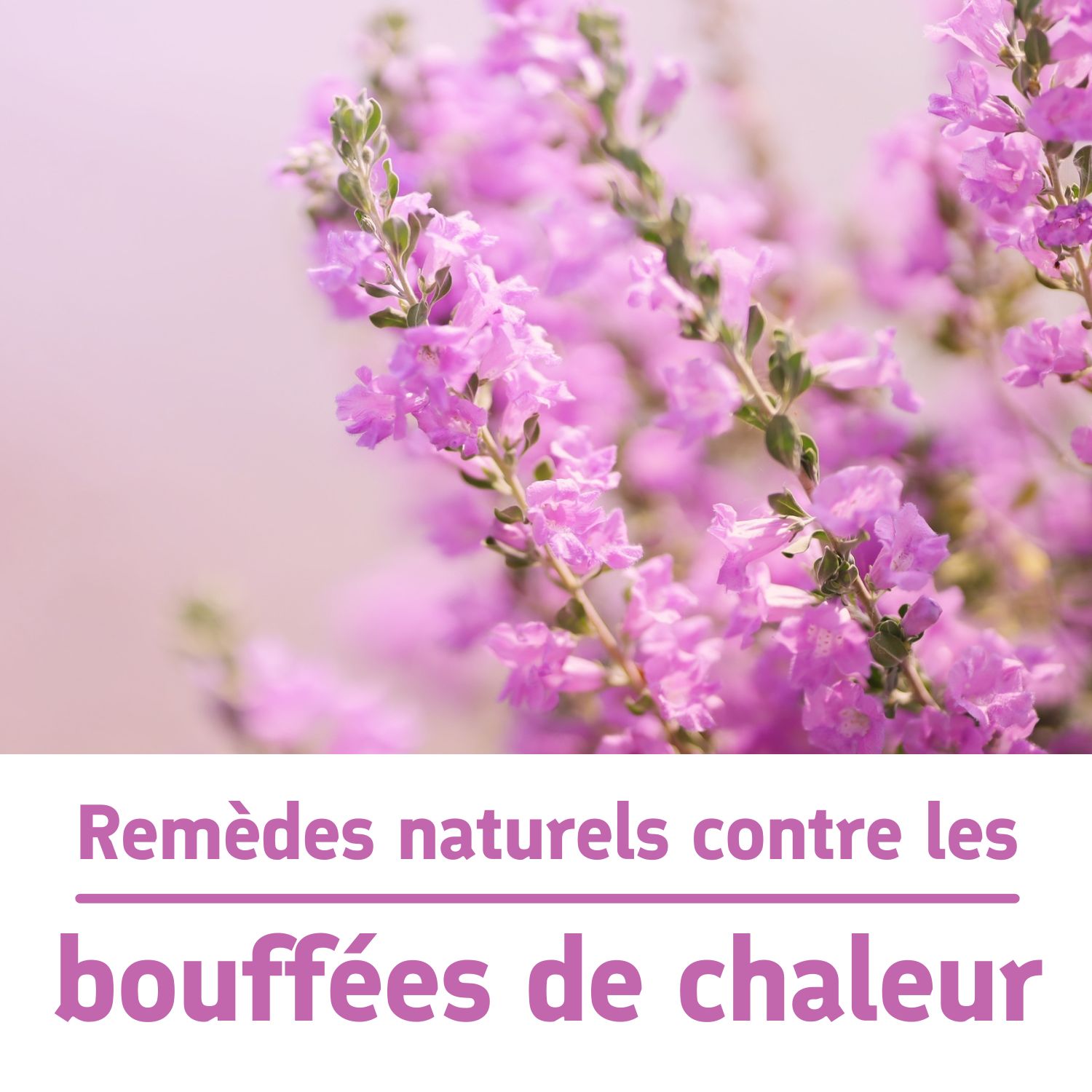 Quels traitement naturels contre les bouffées de chaleur à la ...