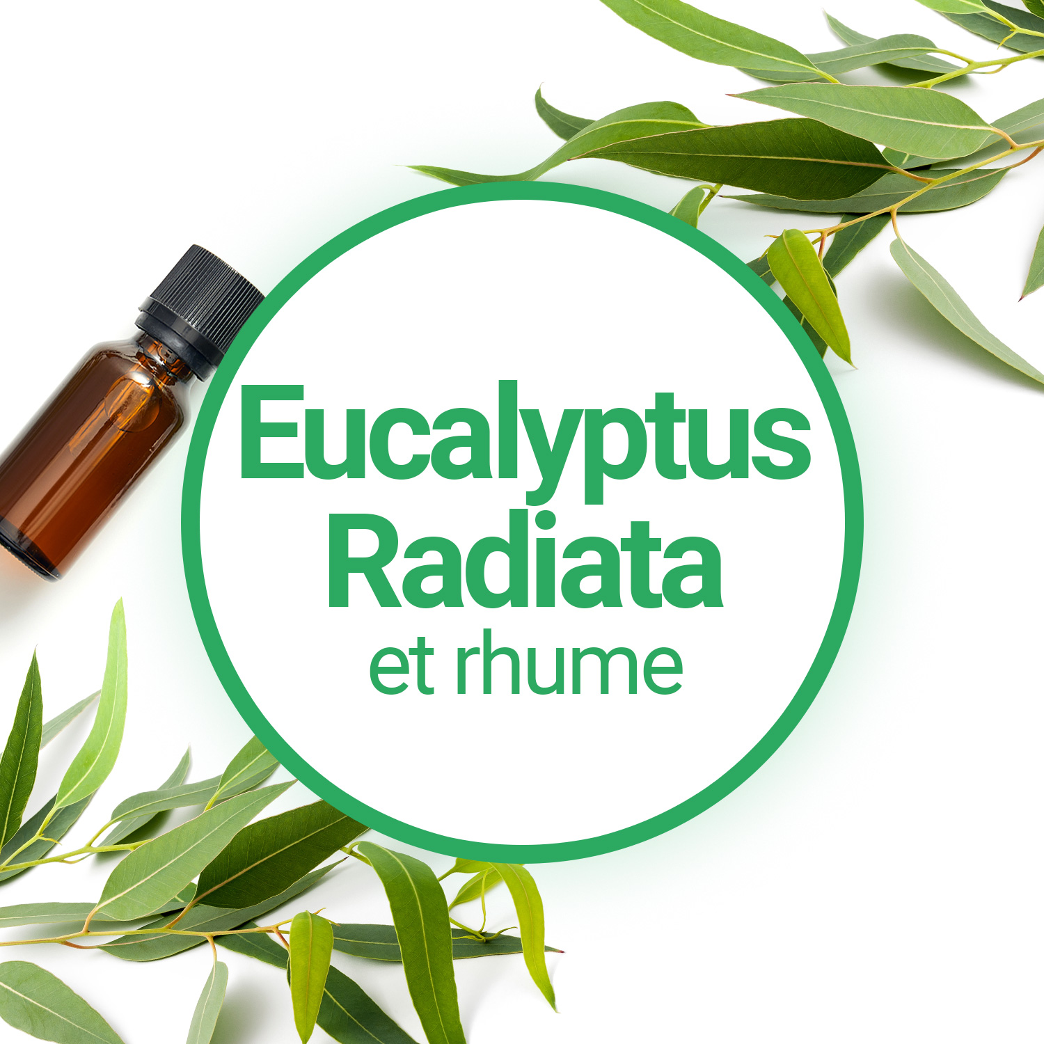 Huile essentielle d'Eucalyptus radiata ou radié : bienfaits et