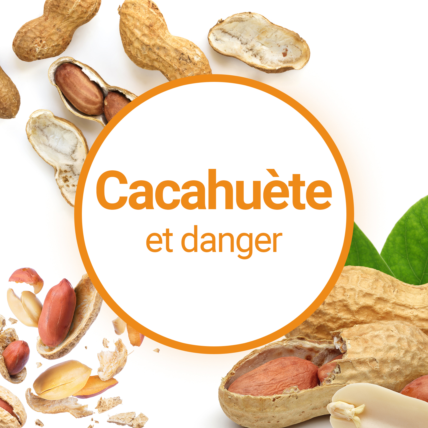 Quels sont les dangers des Cacahuètes ?