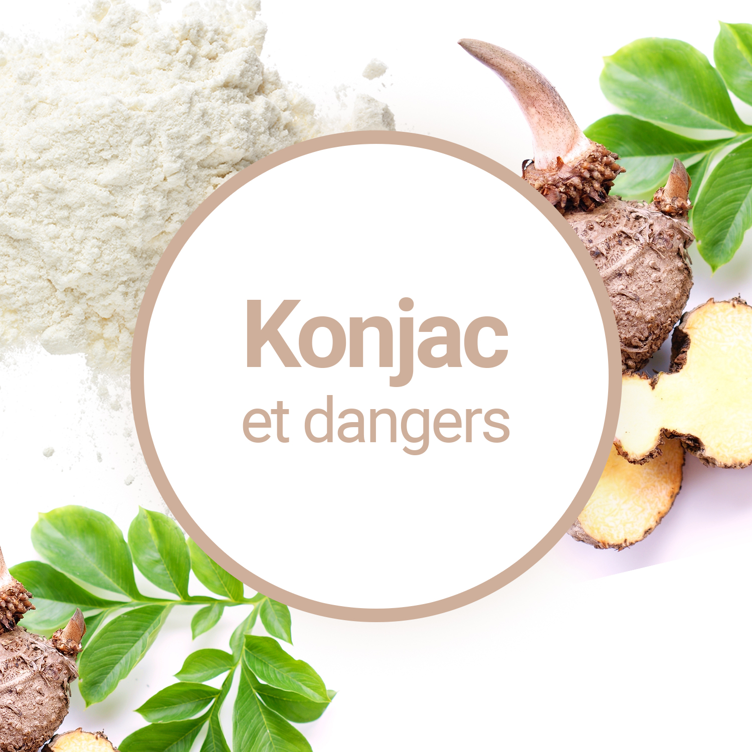 konjac — Wiktionnaire, le dictionnaire libre