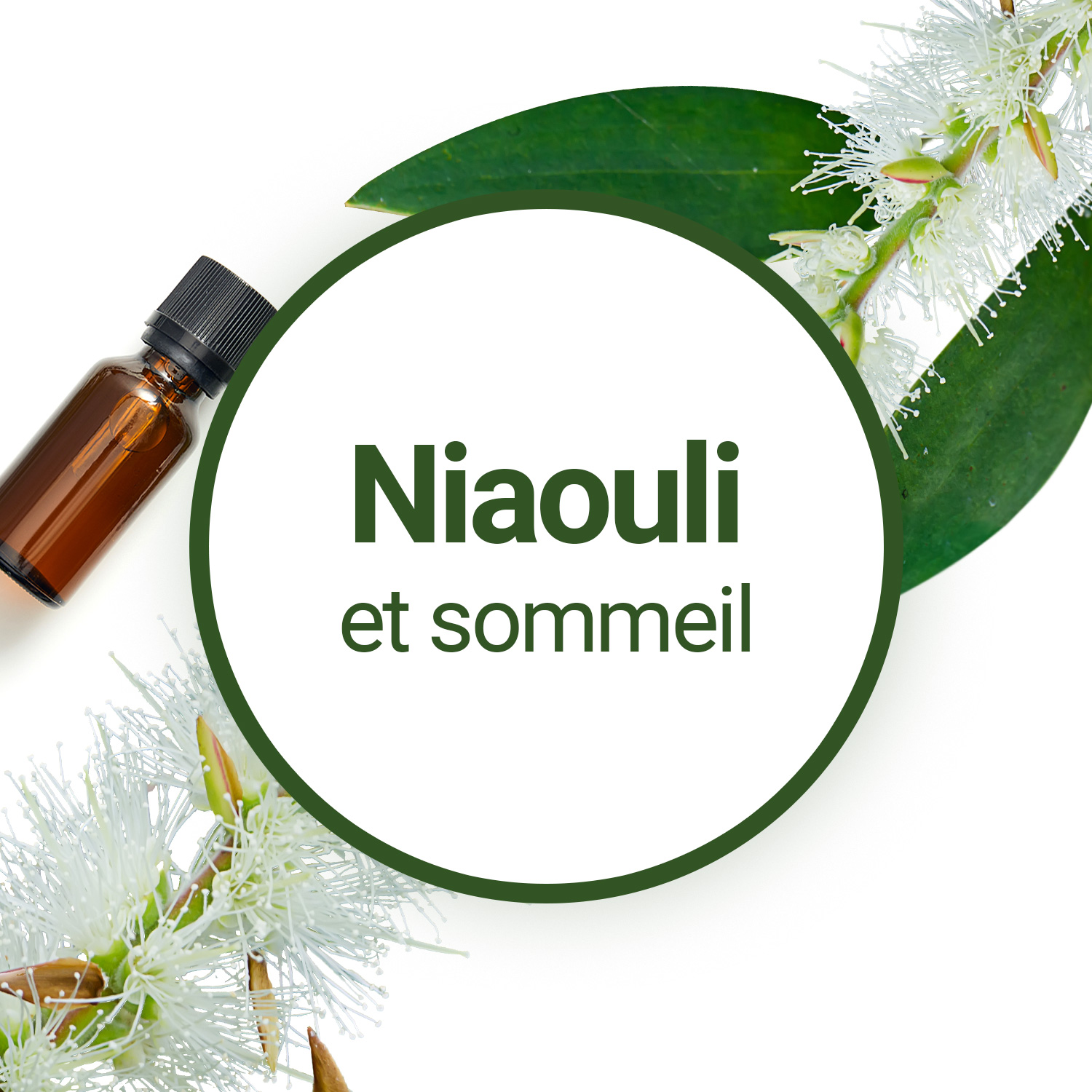 Huile essentielle de Niaouli : peut-on l'utiliser en cas de