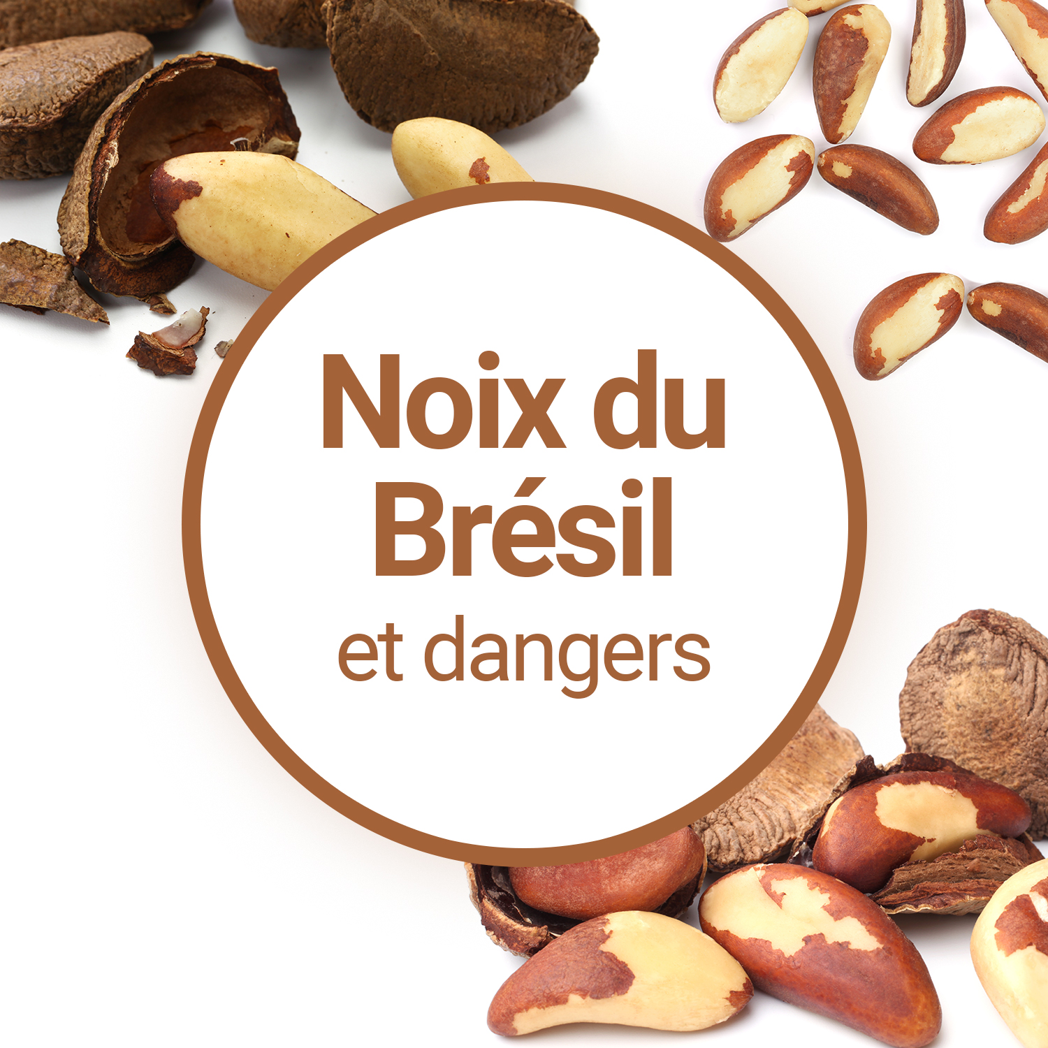 Tout savoir sur la noix du Brésil