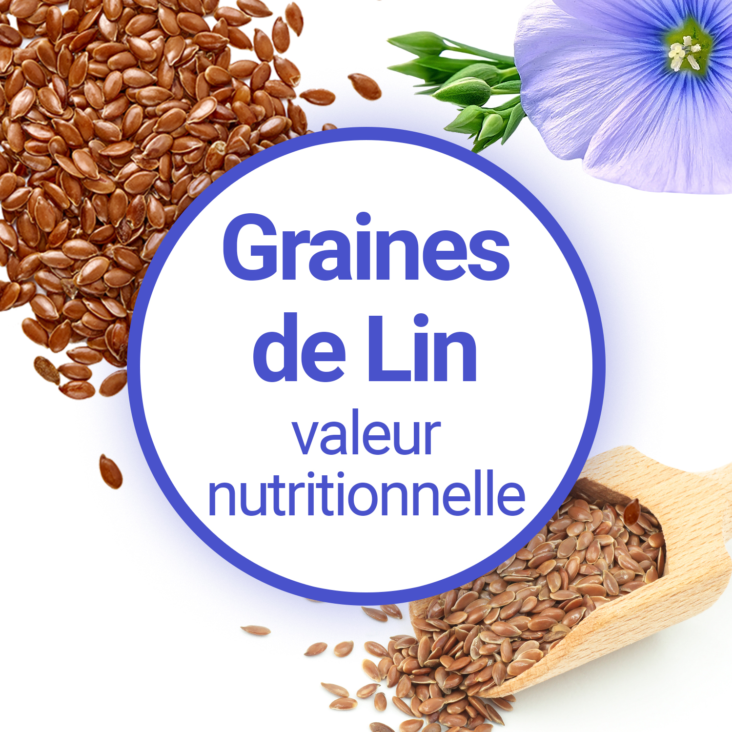 Analyse de la valeur nutritionnelle des graines de Lin