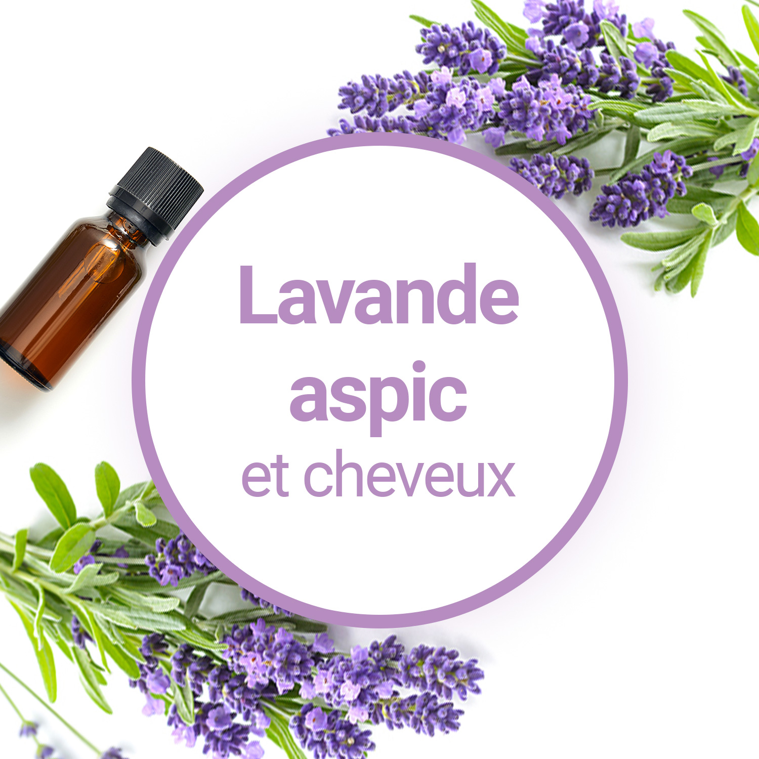 Huile essentielle de Lavande : Guide sur ses Bienfaits & Usages