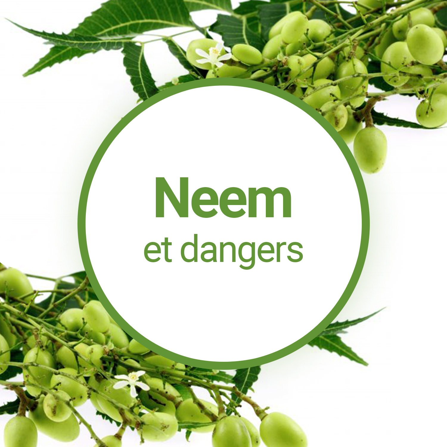 L'huile végétale de Neem est-elle dangereuse ?