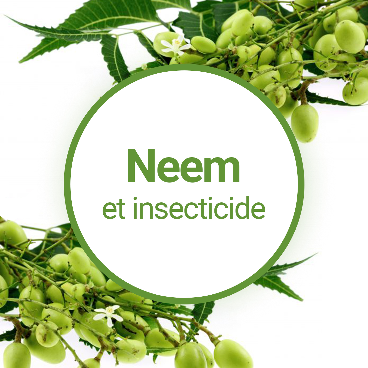 16 recettes d'insecticide naturel à faire soi-même !