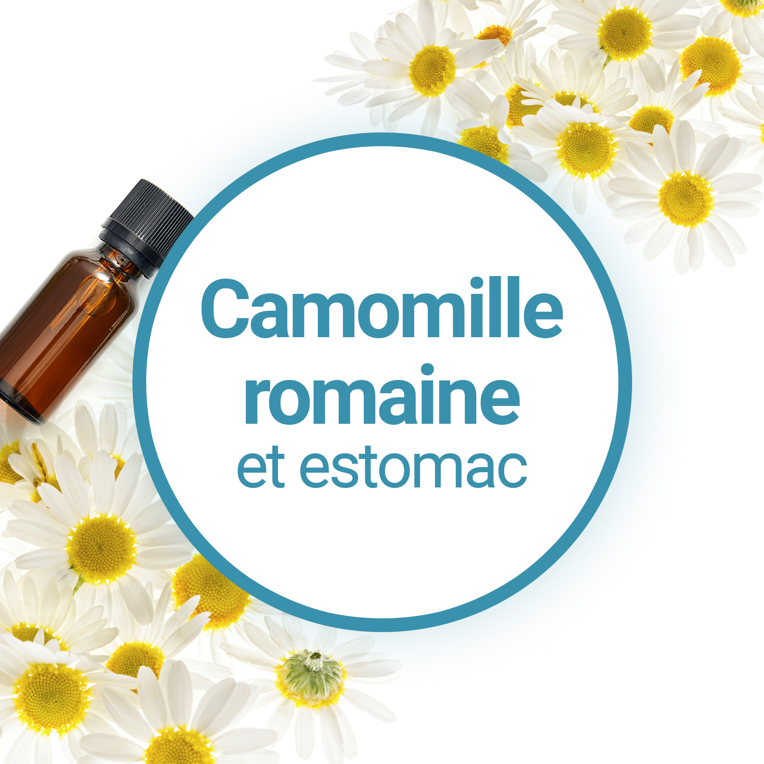 L'huile essentielle de Camomille Romaine pour le confort digestif