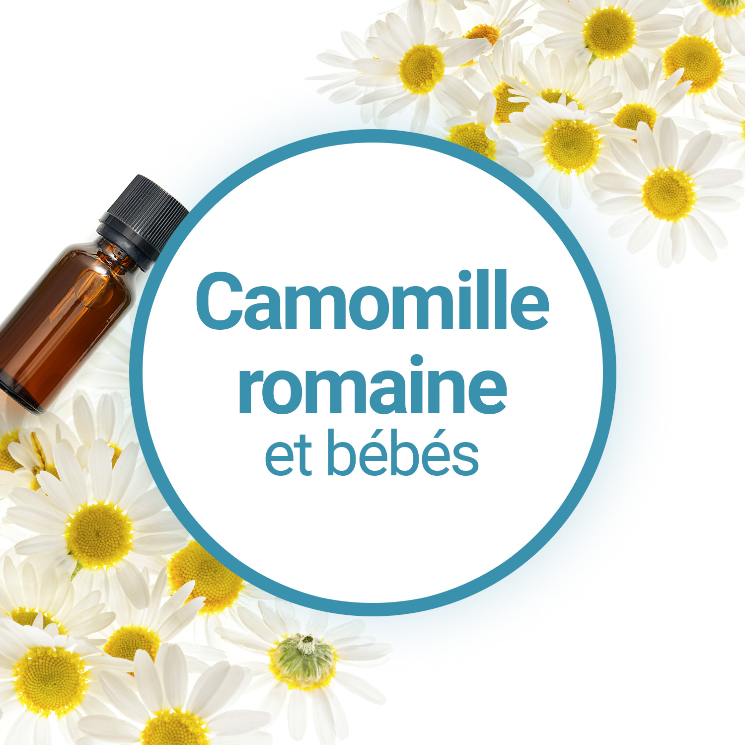 L'huile essentielle de Camomille Romaine pour les bébés