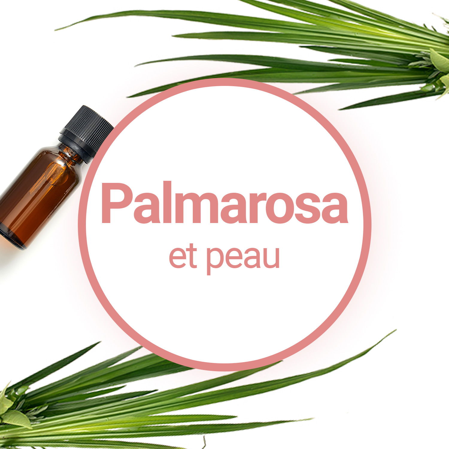 Huile essentielle de palmarosa : propriétés et utilisation