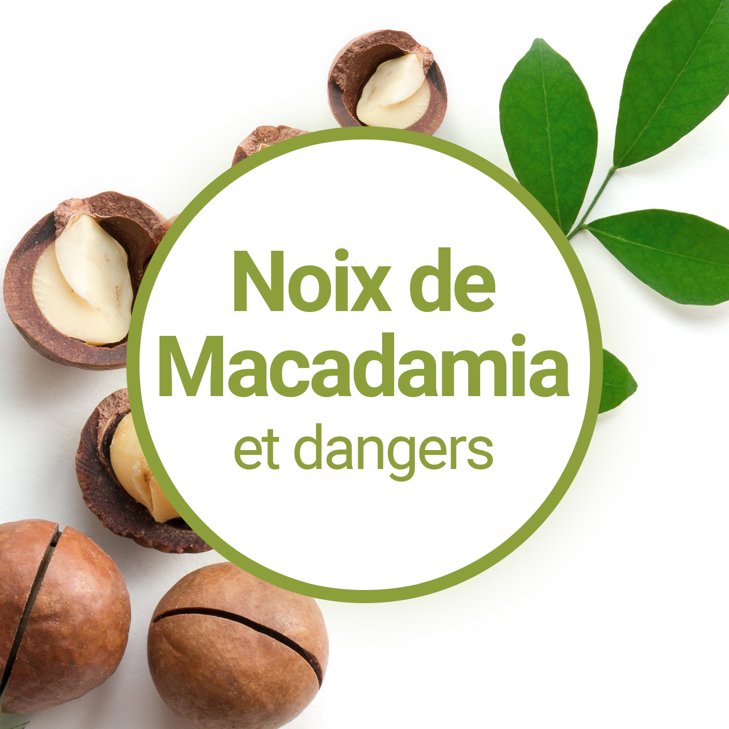 Les Noix de Macadamia : dangers et précautions