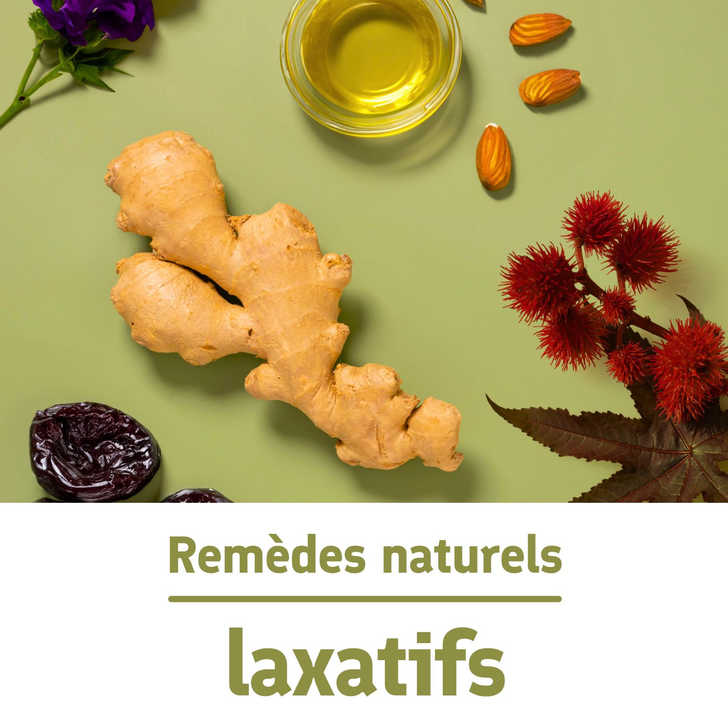 Le bleuet : un laxatif naturel