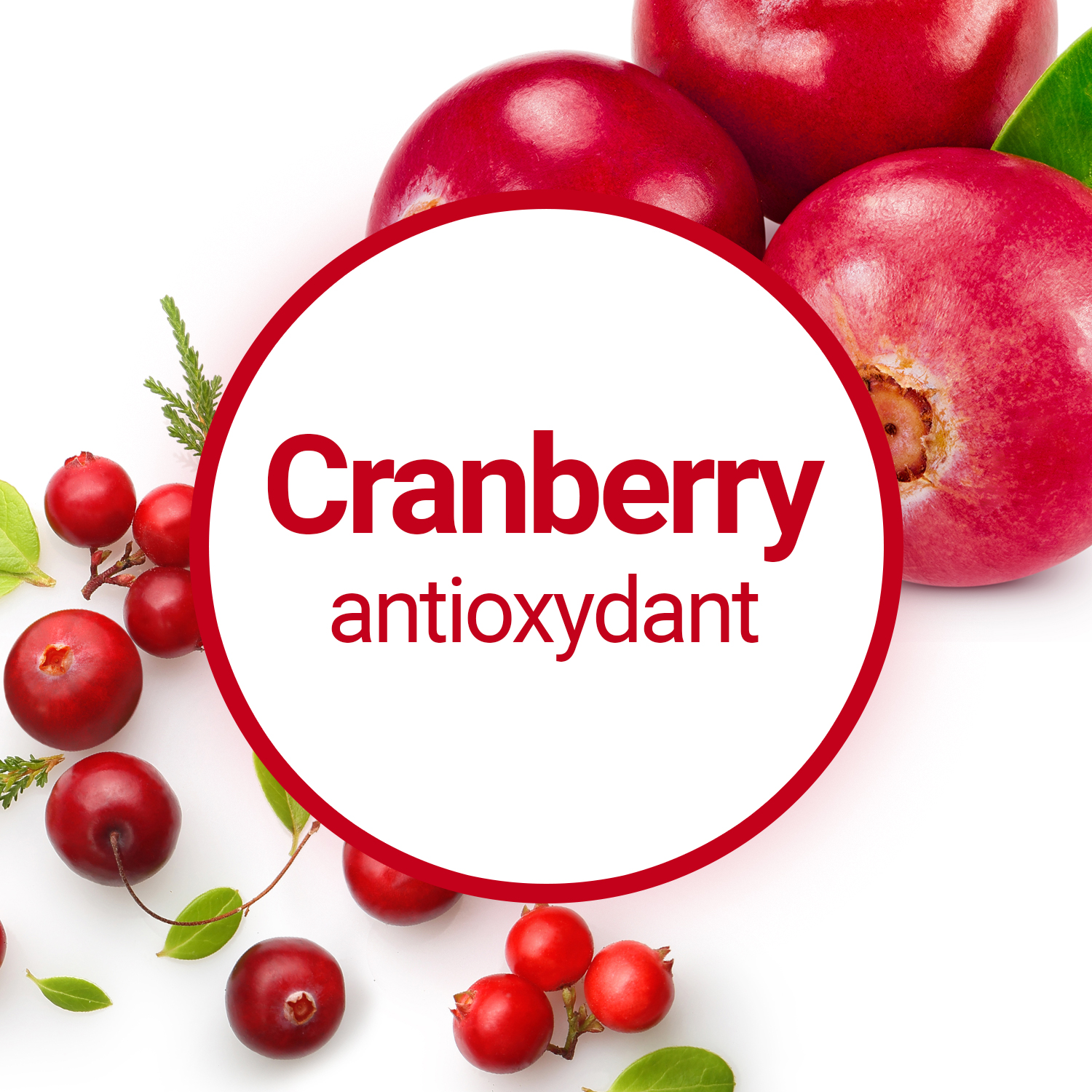 Bienfaits santé des cranberries : le vrai du faux - AlloDocteurs