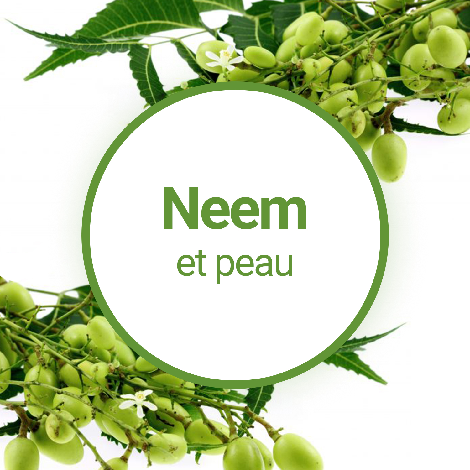 Tout savoir sur l'huile de Neem ! - Slow Cosmétique
