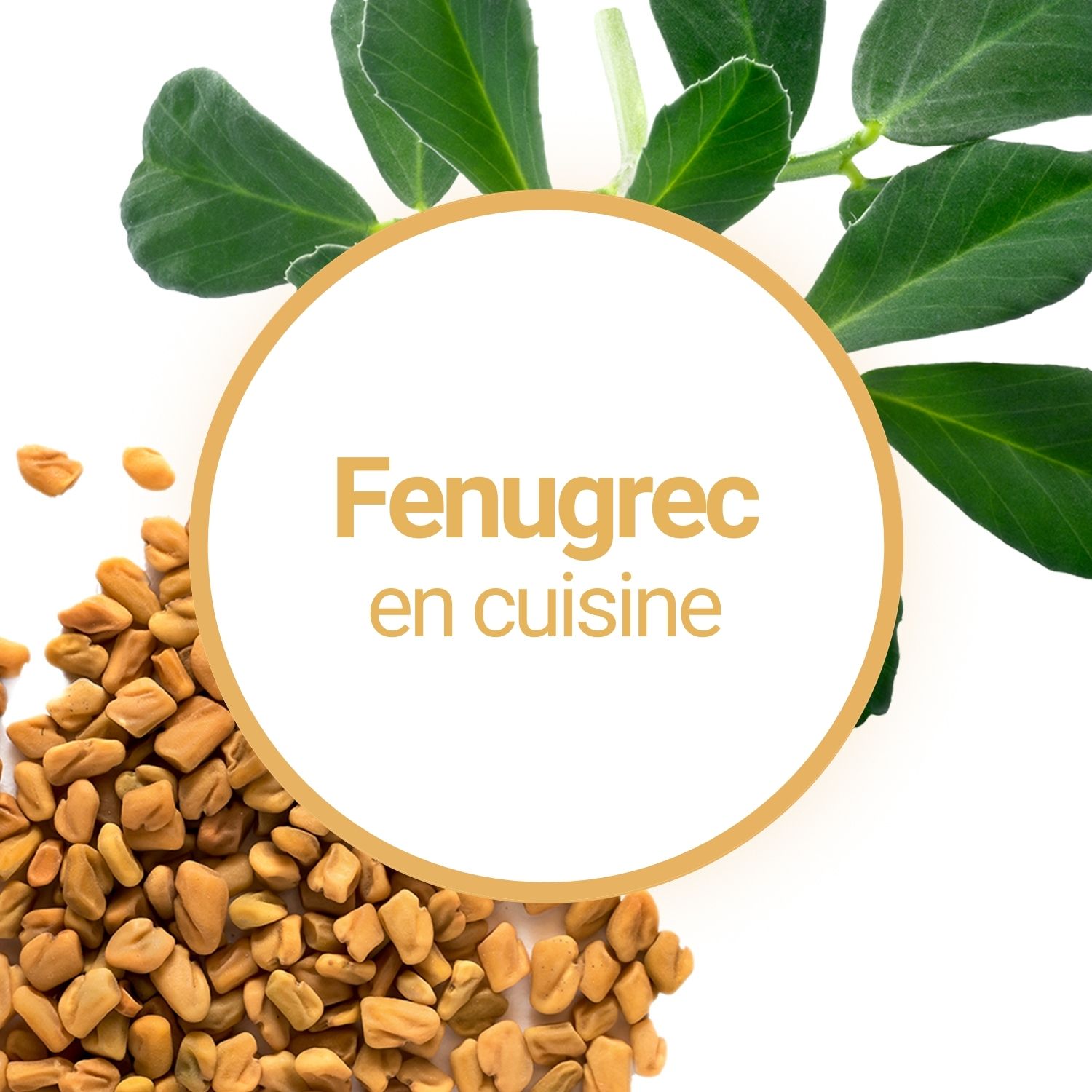 Graines De Fenugrec Comment Les Utiliser En Cuisine Graines De Fenugrec Comment Les Utiliser En Cuisine