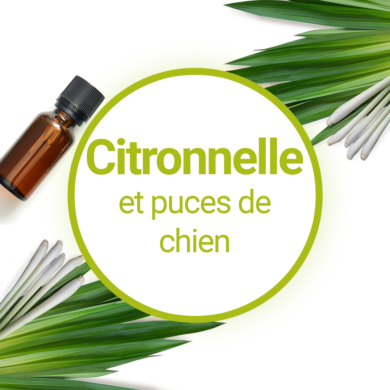 Peut-on utiliser l'huile essentielle de Citronnelle avec son chien ?