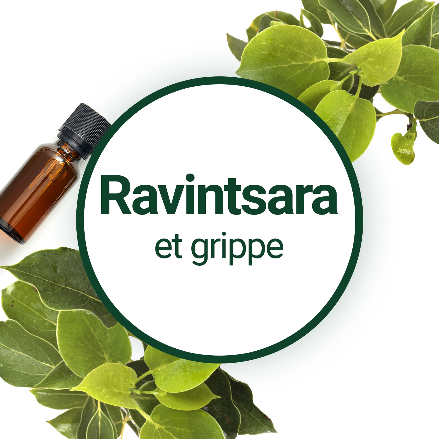 Huile essentielle de Ravintsara : comment l'utiliser correctement ?