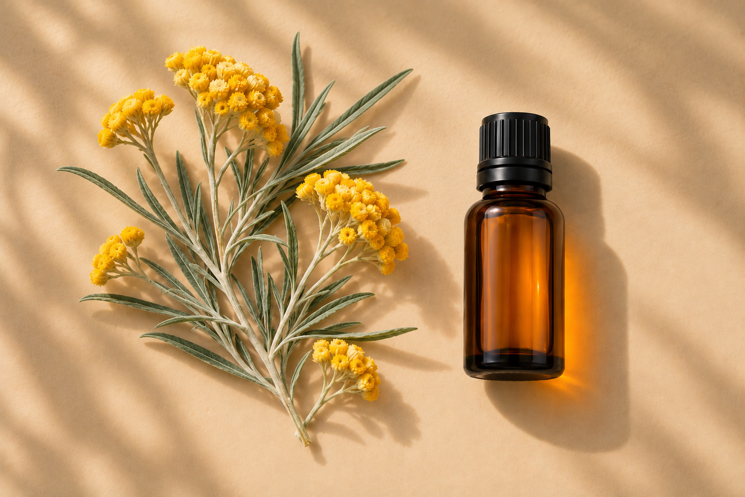 Vieillissement cutané : l’huile essentielle d’Hélichryse italienne inhibe deux enzymes clés dans une étude in vitro