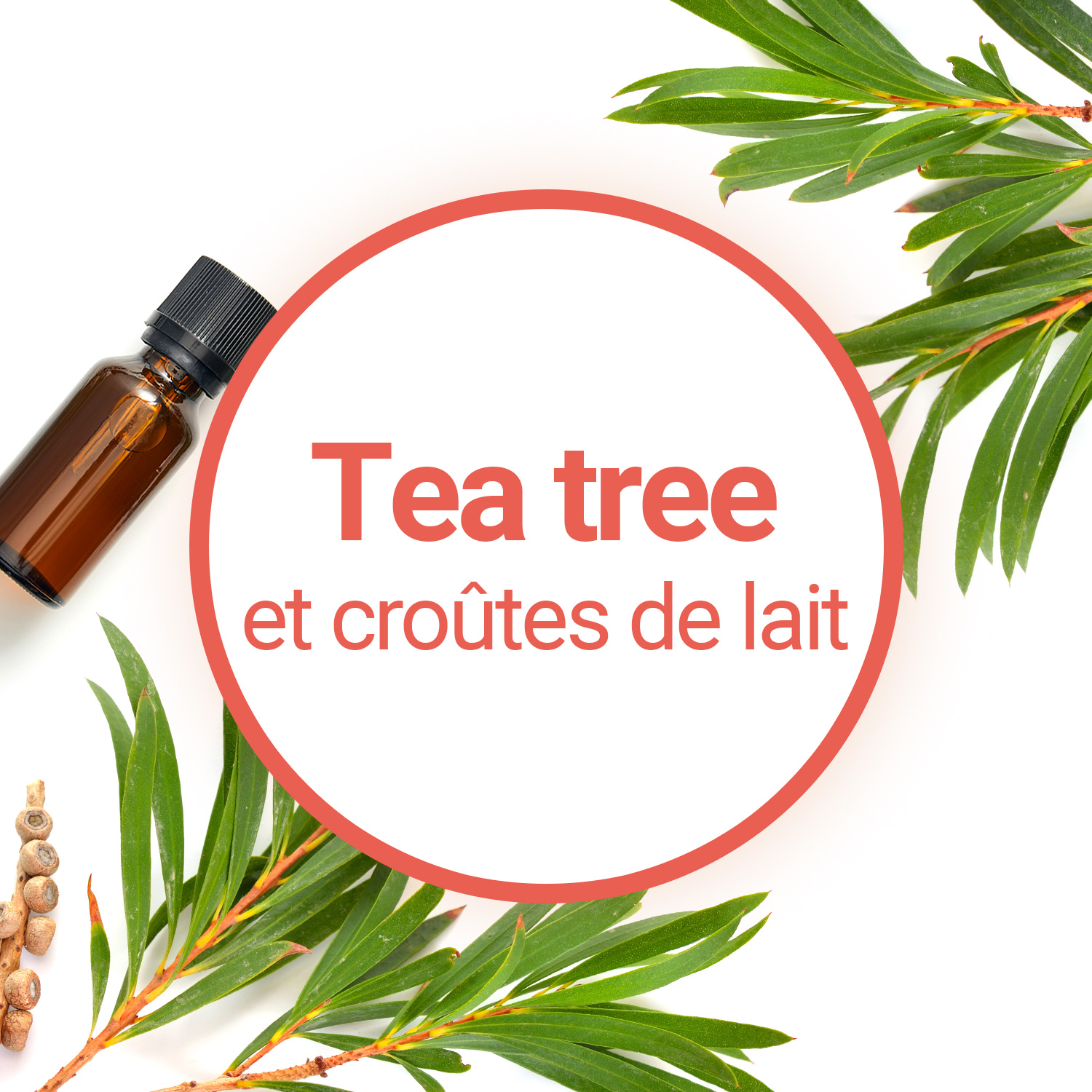 L'huile essentielle de Tea Tree, utile contre les croûtes de lait
