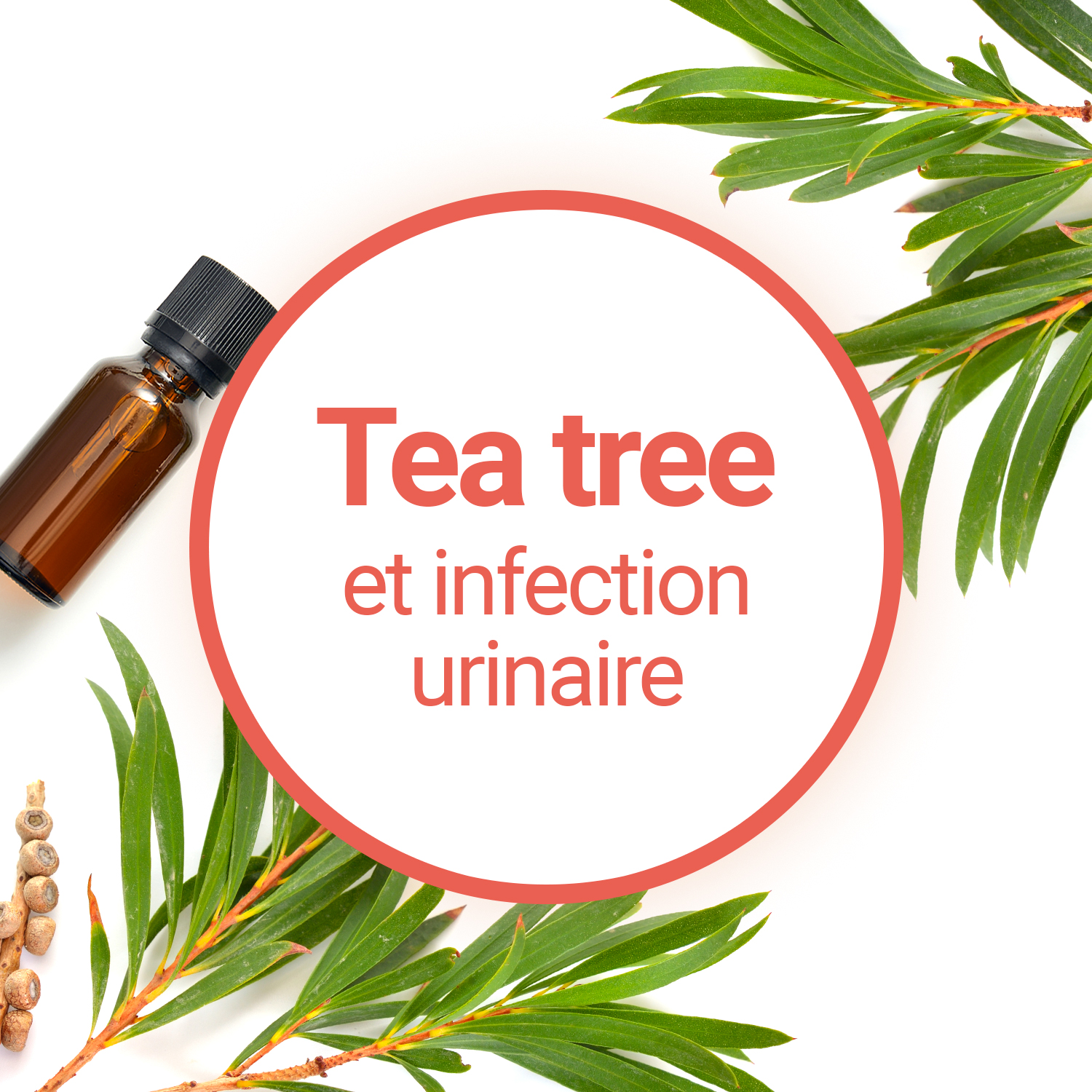 Comment soulager les infections urinaires avec le Tea Tree ?